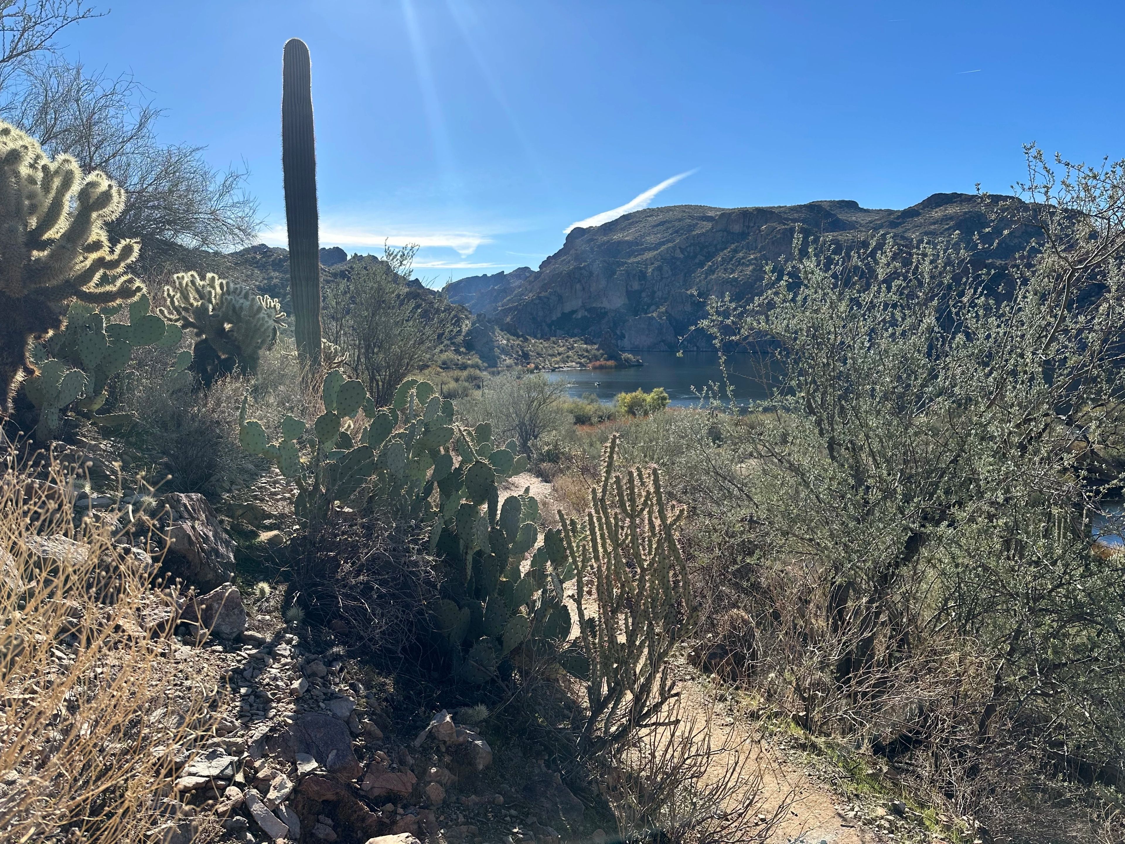 Prickly pear growing near a lakeside shoreline