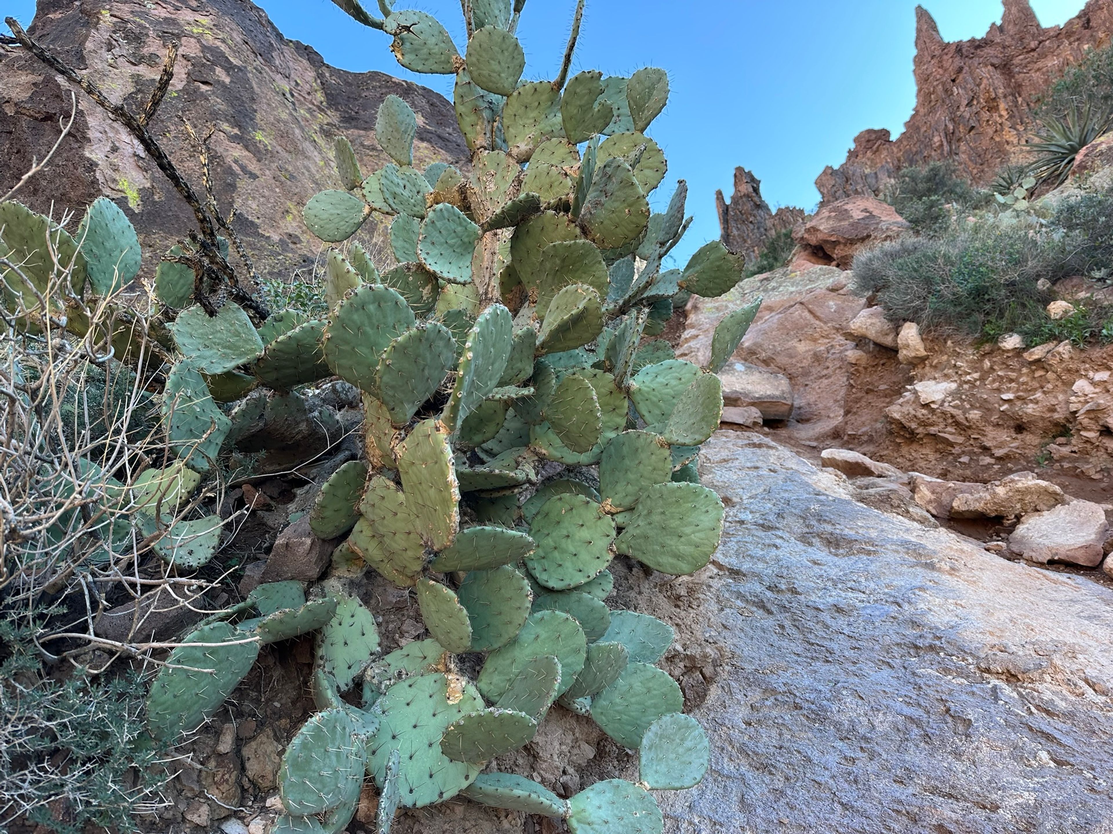 Prickly Pear photo 13
