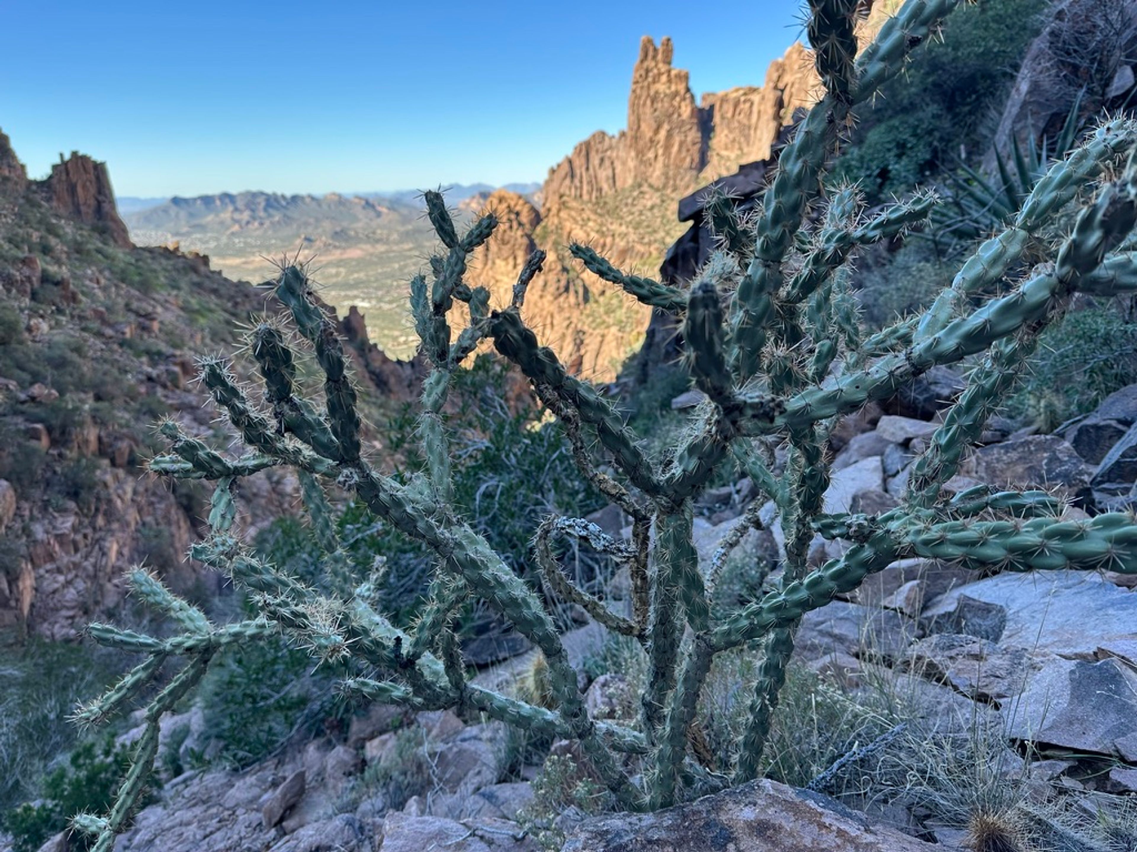 Cholla photo 16