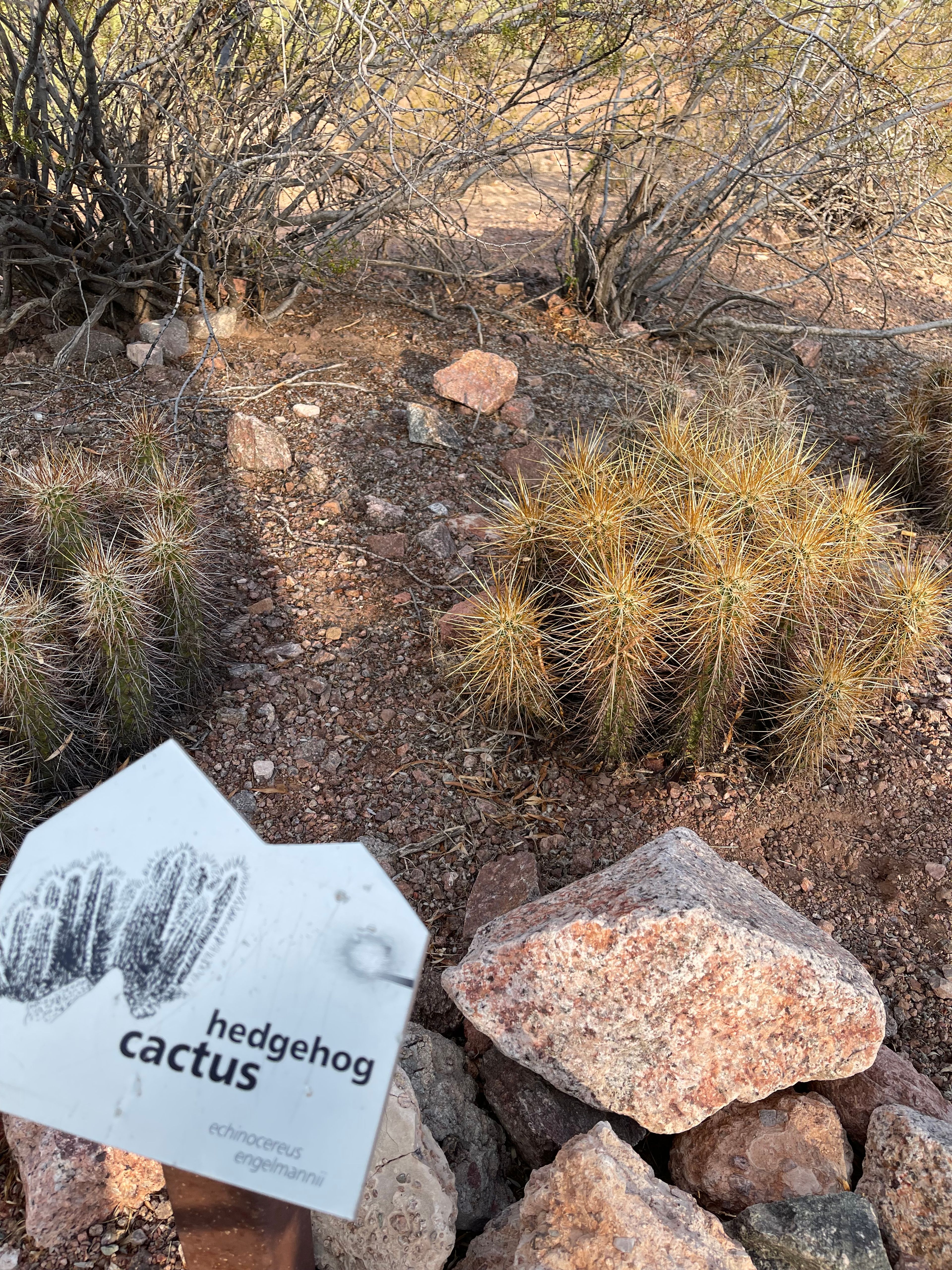 Hedgehog Cactus photo 6