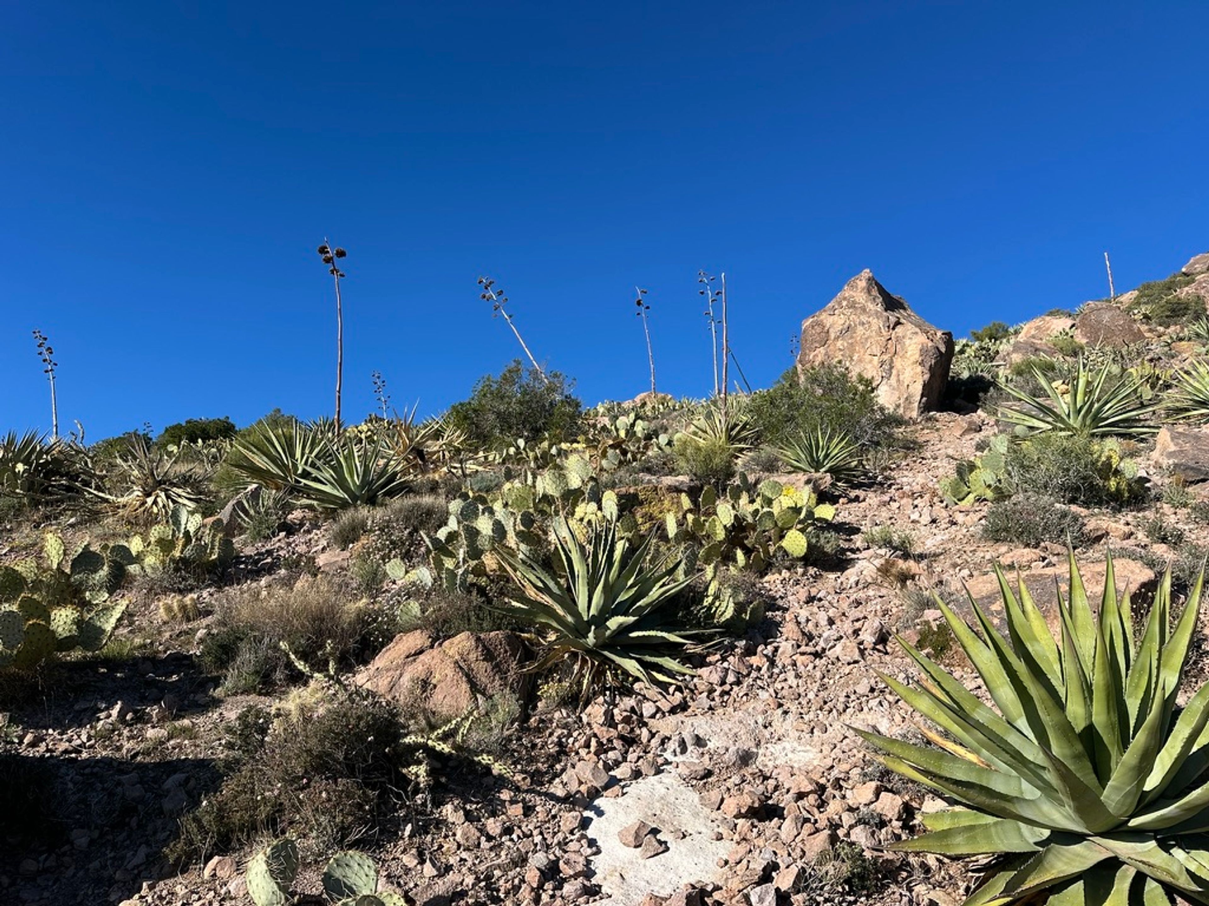 Agave photo 28
