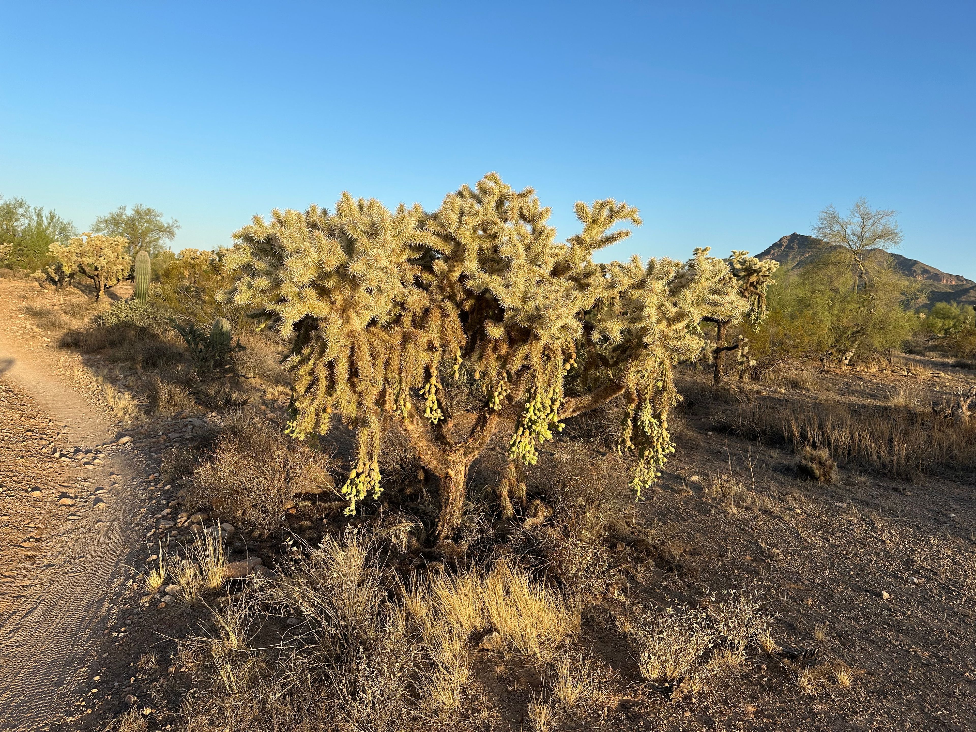 Cholla photo 2