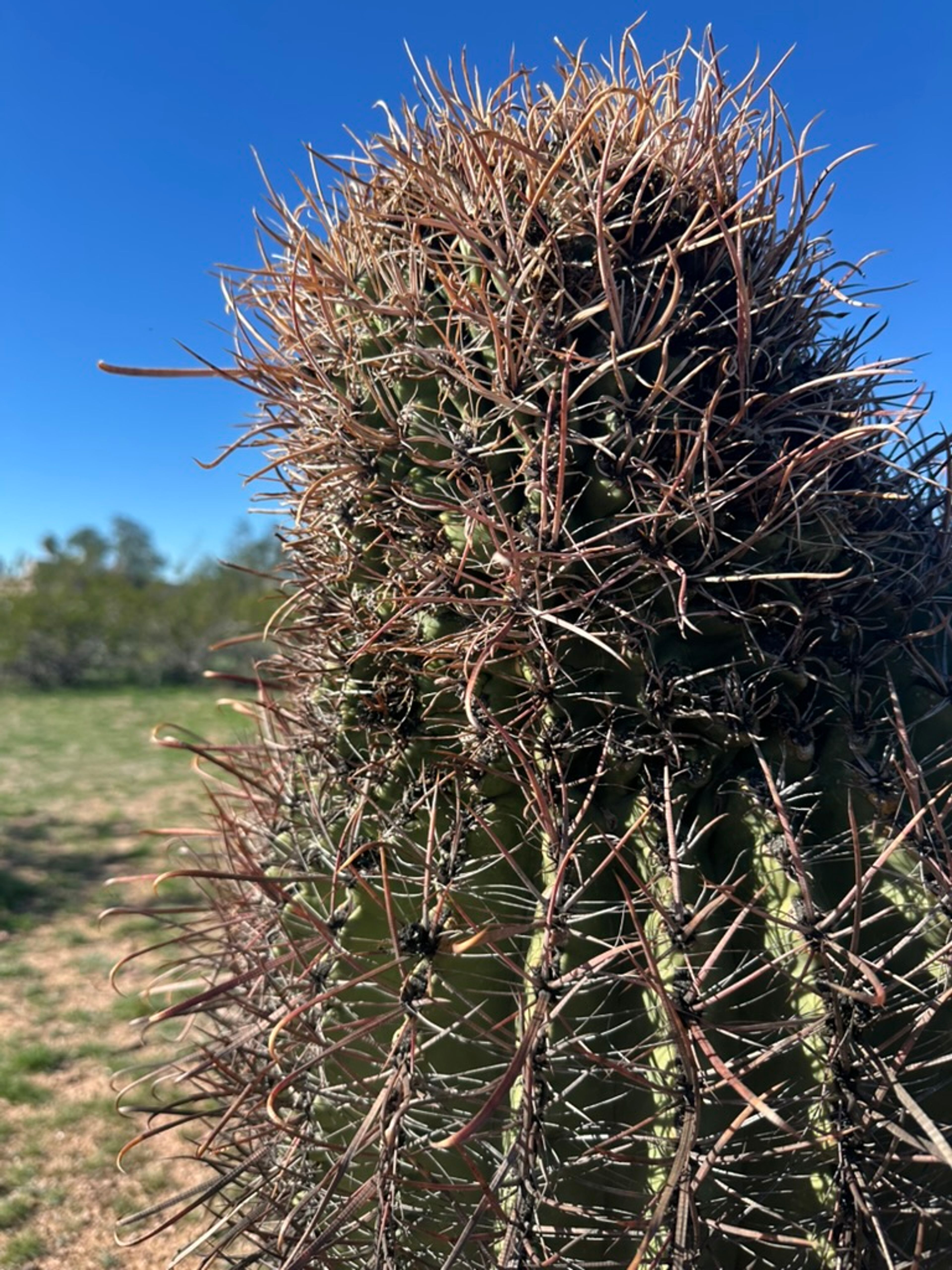 Barrel Cactus photo 11