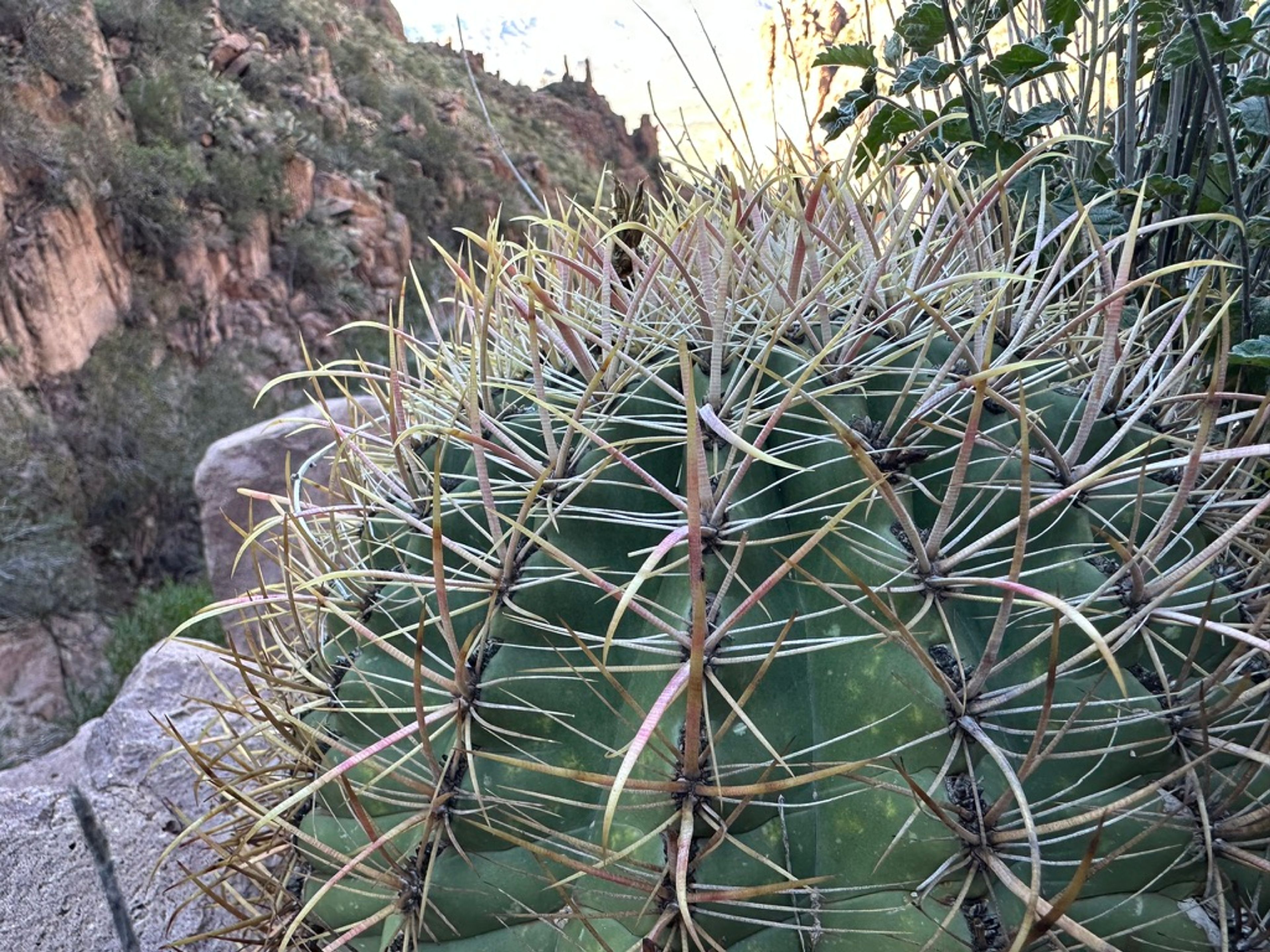 Barrel Cactus photo 15