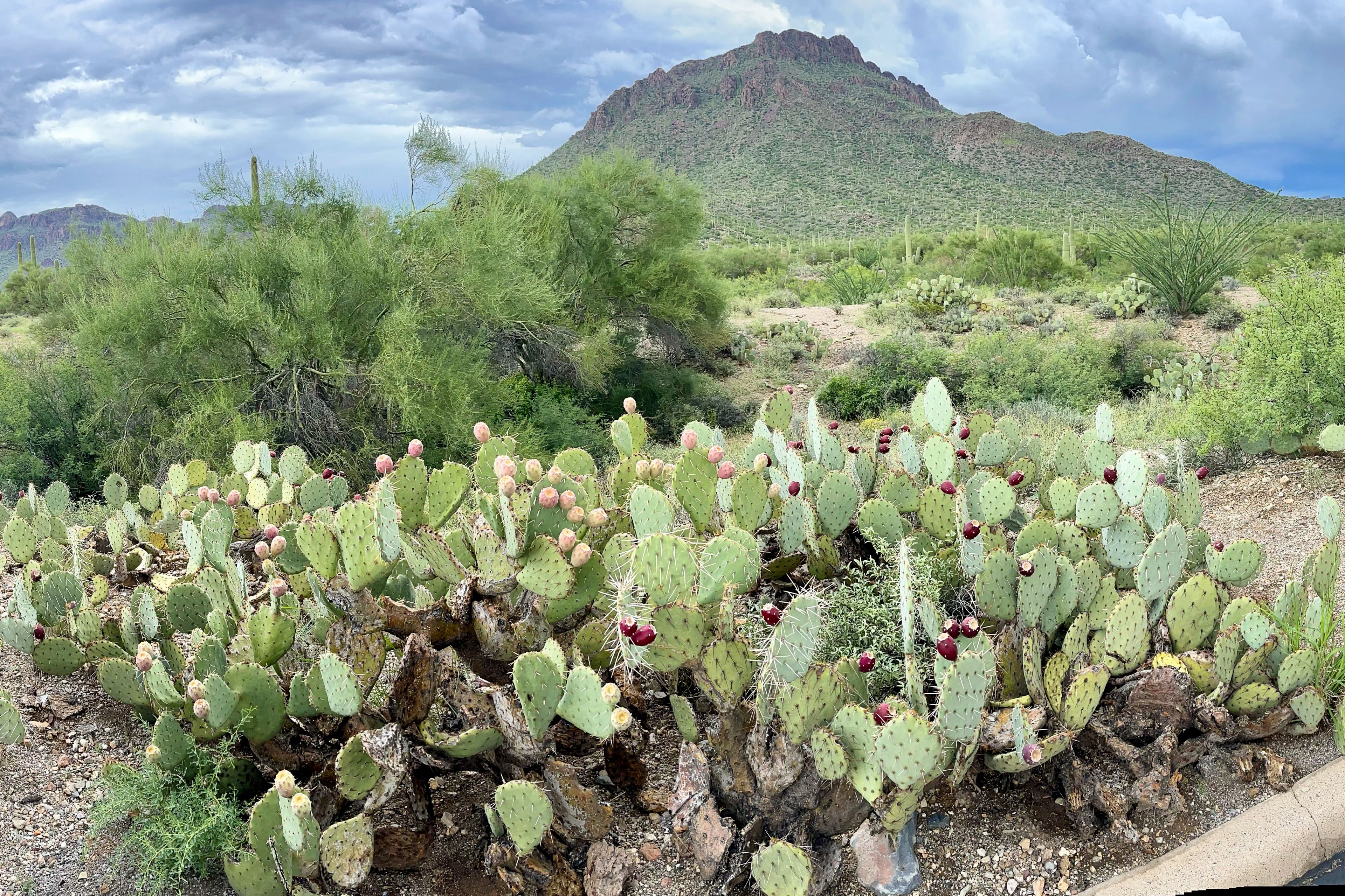 Mature prickly pear cactus clump