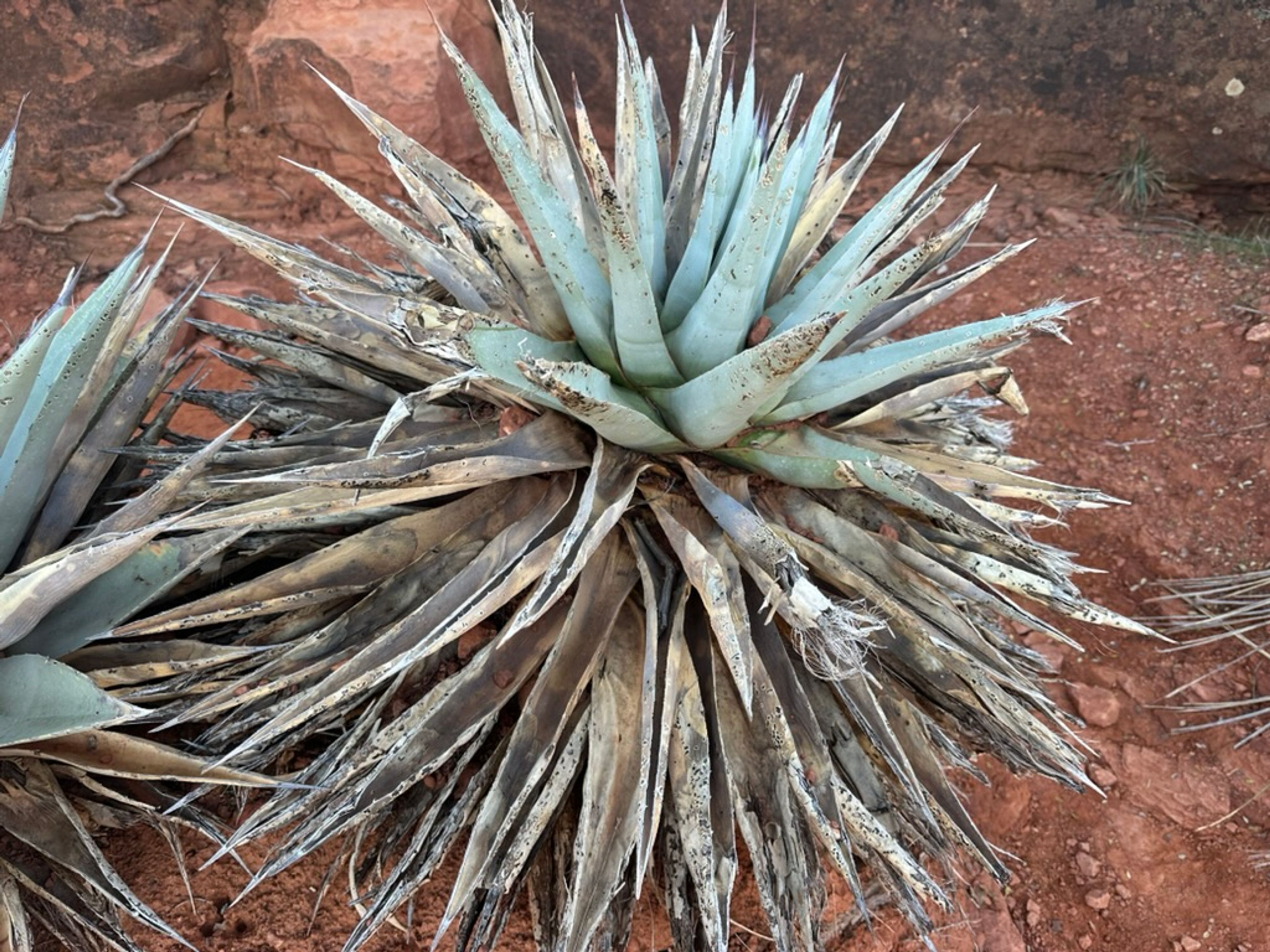 Agave photo 7