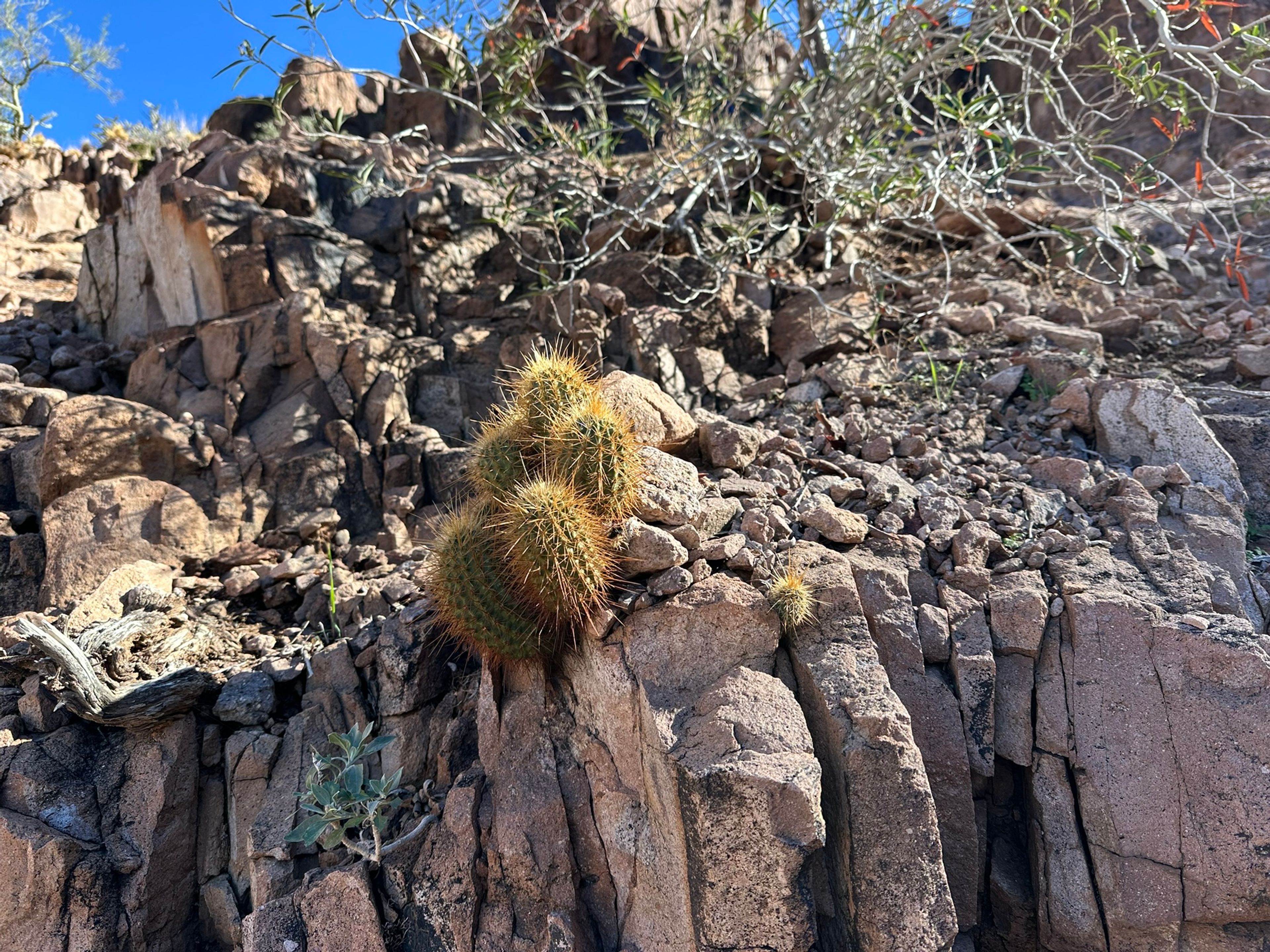 Hedgehog Cactus photo 11