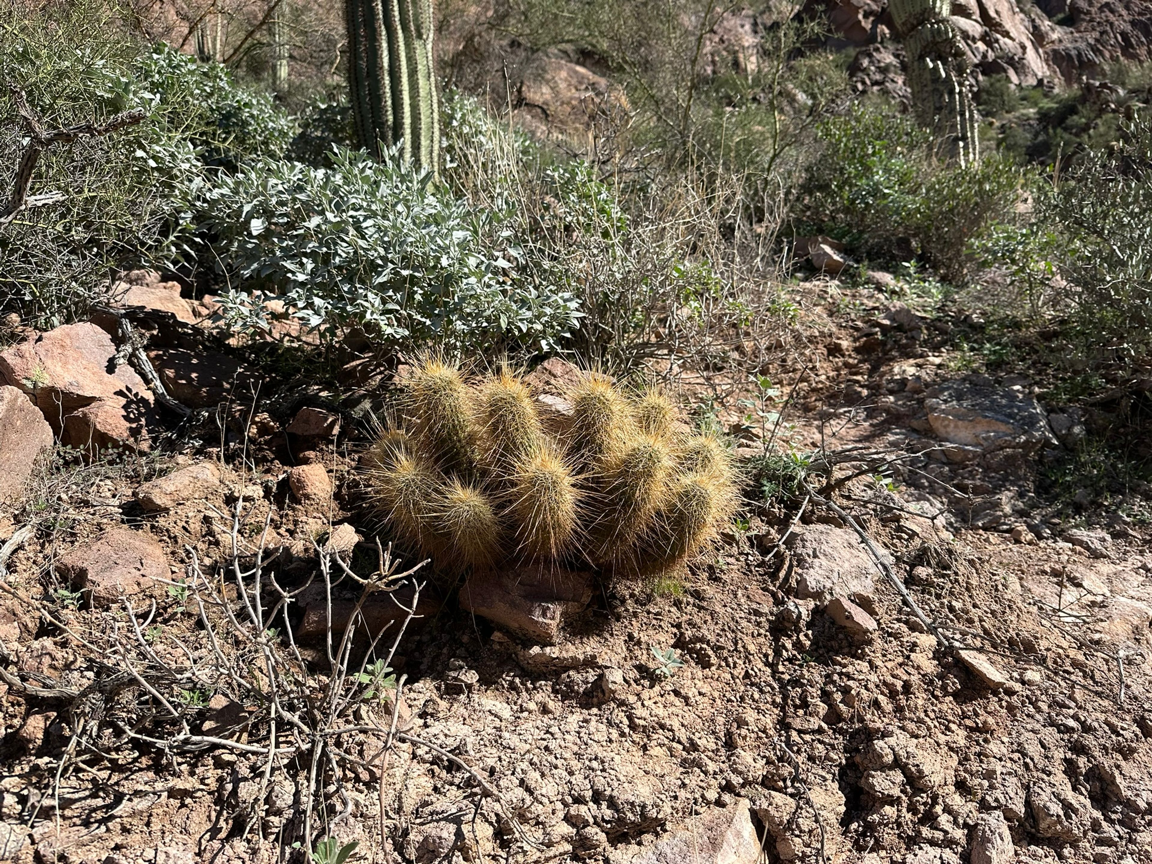 Hedgehog Cactus photo 8