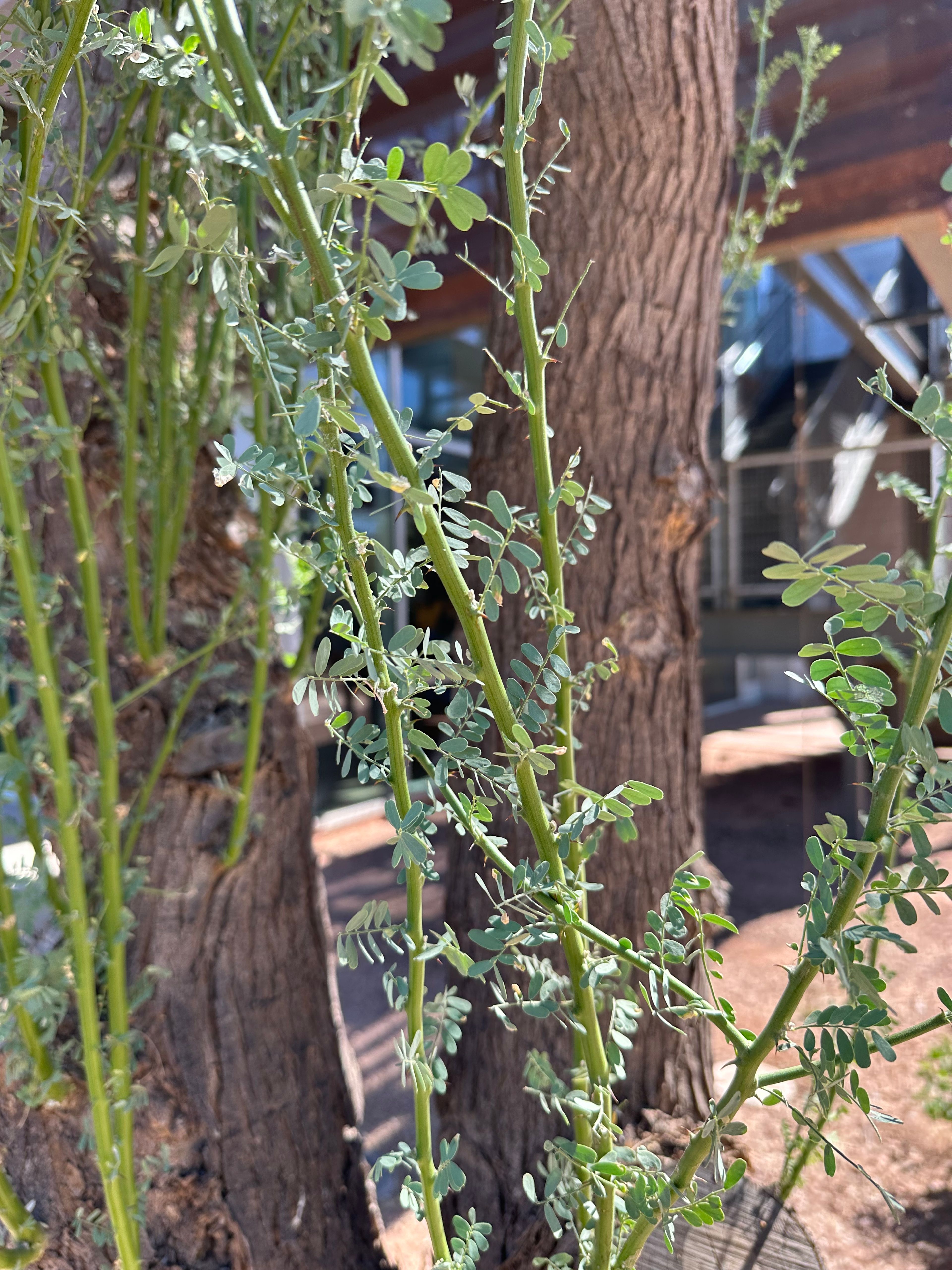 Desert Ironwood photo 3