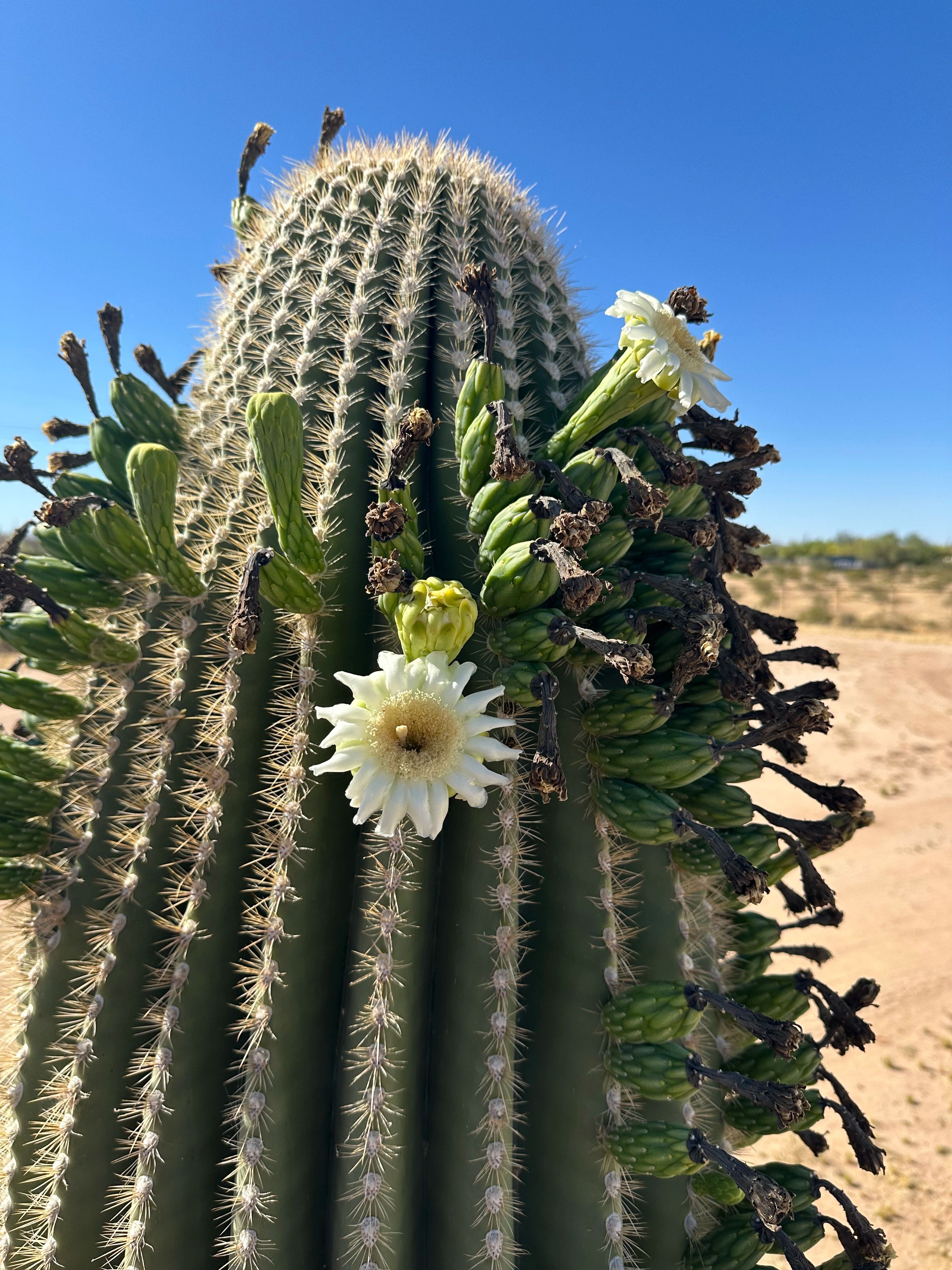 Close-up of saguaro ribs and spines