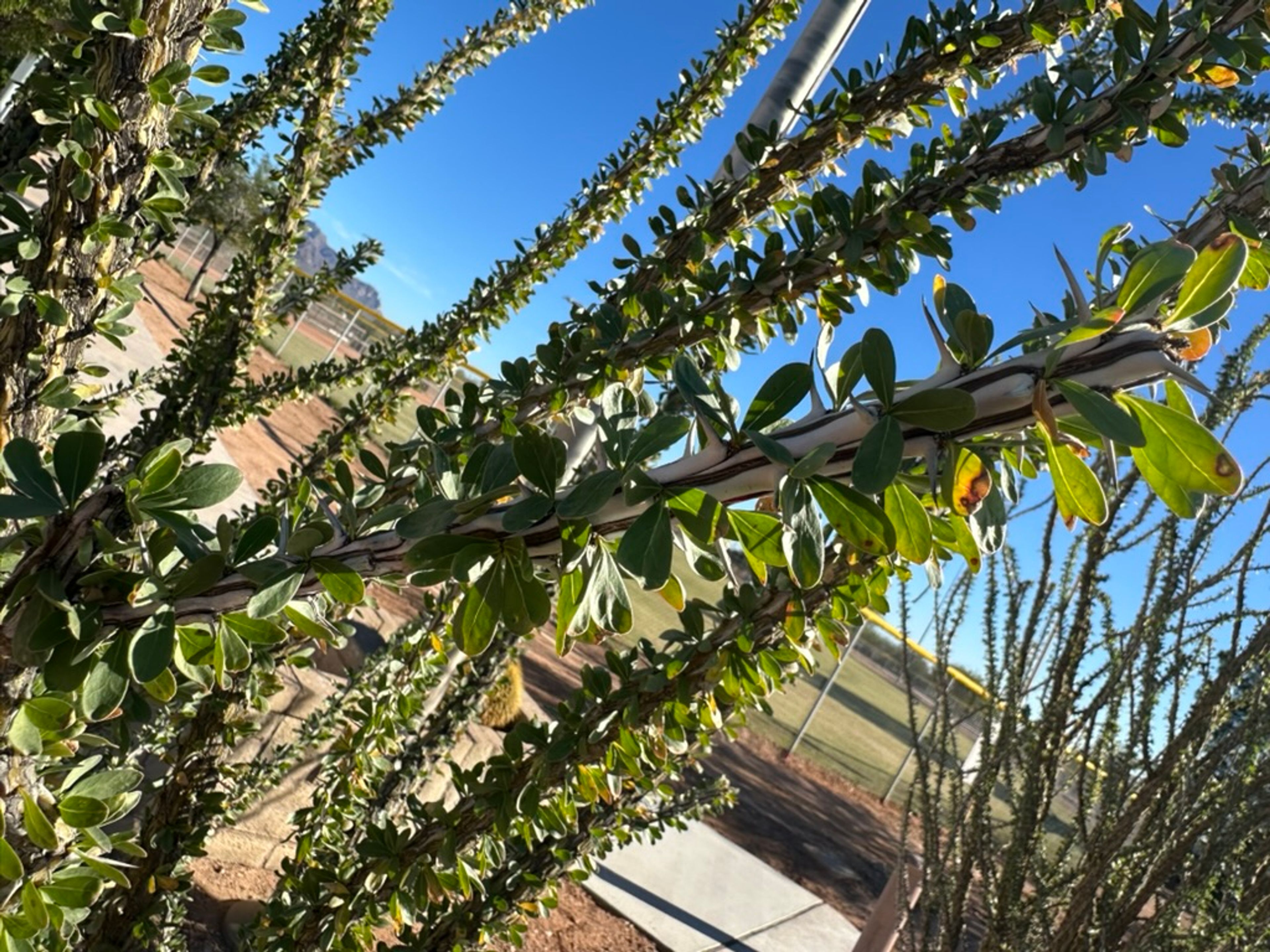 Ocotillo photo 10