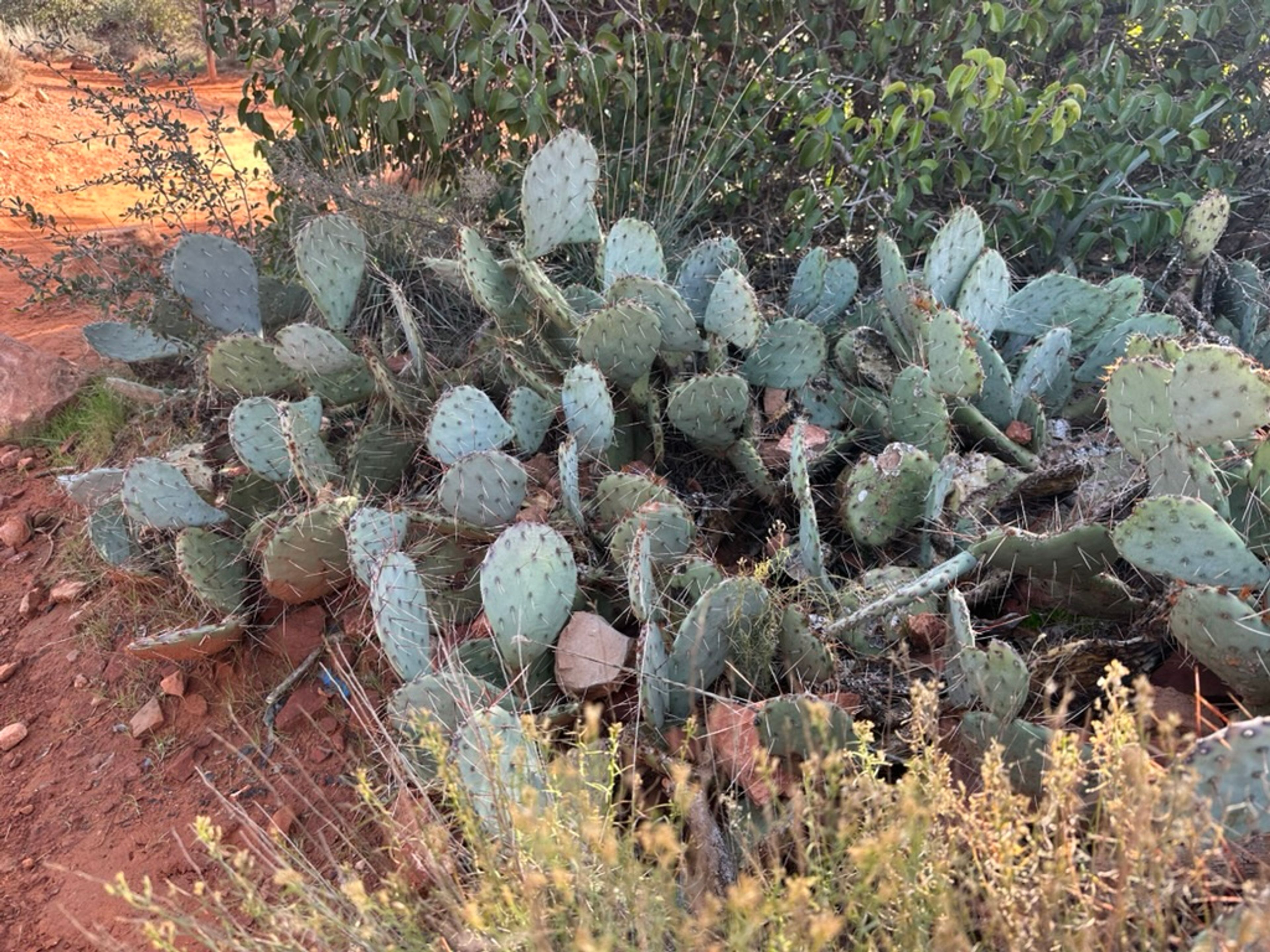 Prickly Pear photo 12