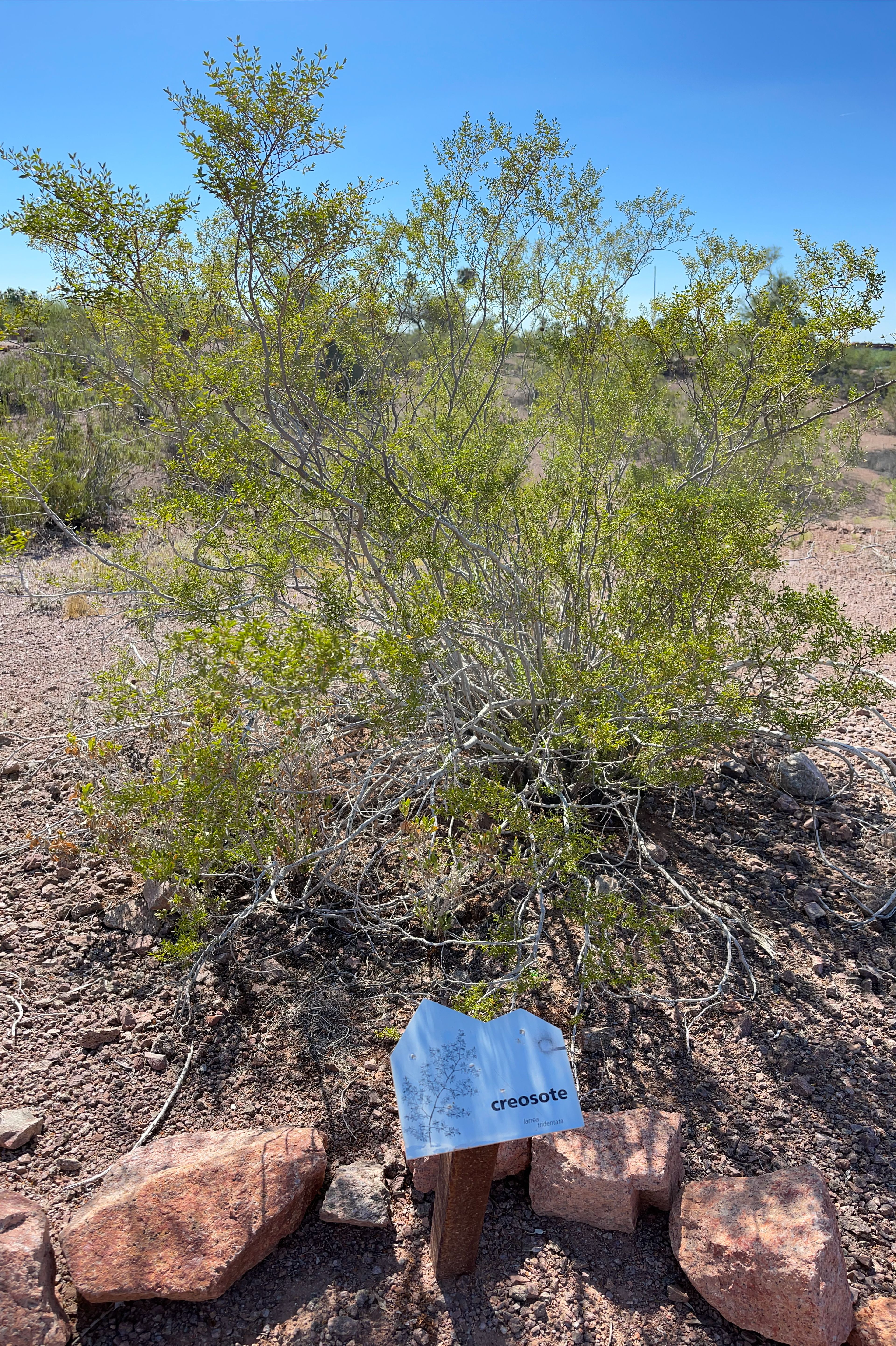 Creosote Bush