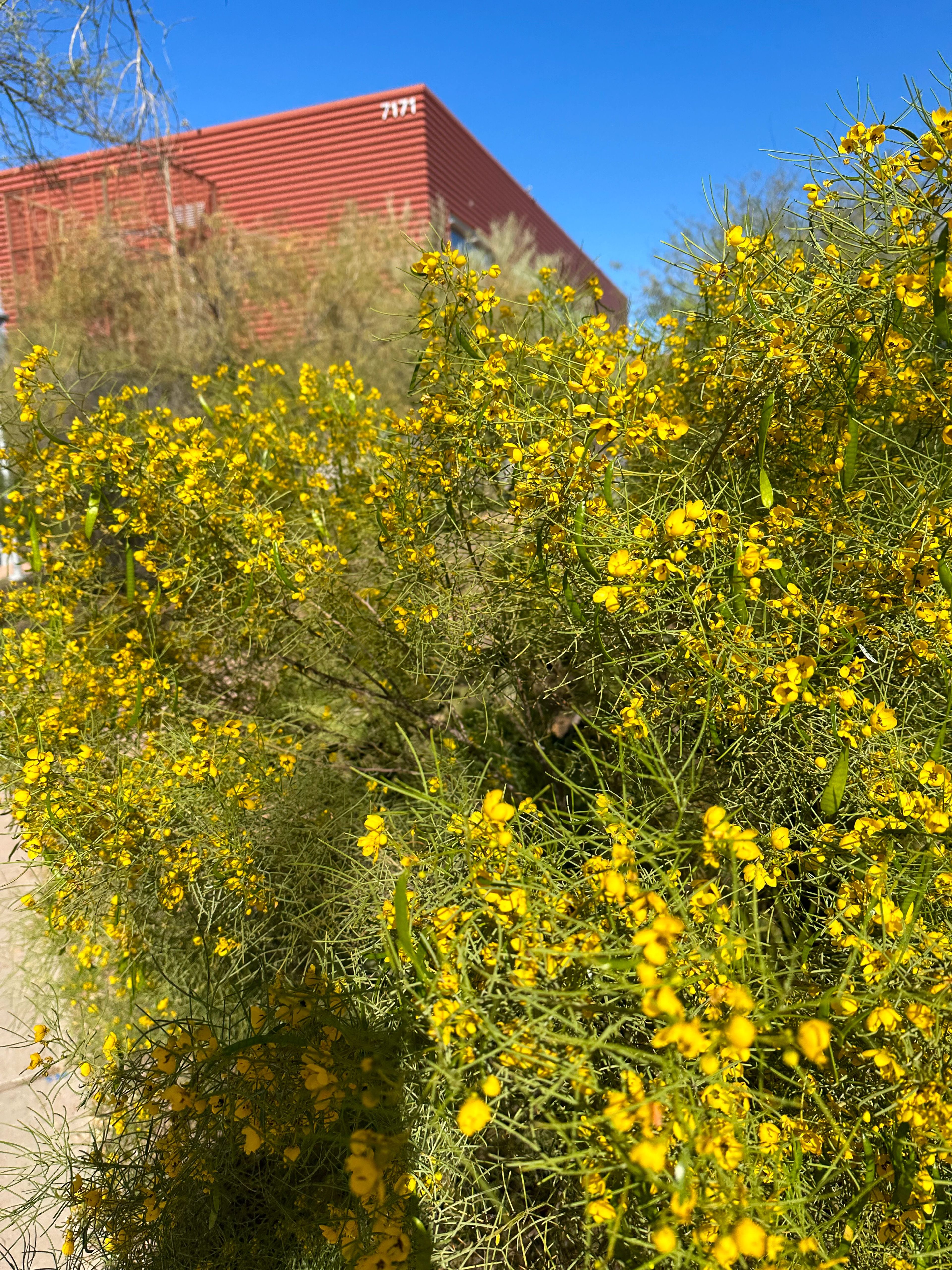 Closer view of palo verde blossoms and thin green branches, highlighting clustered yellow flowers and developing pods.