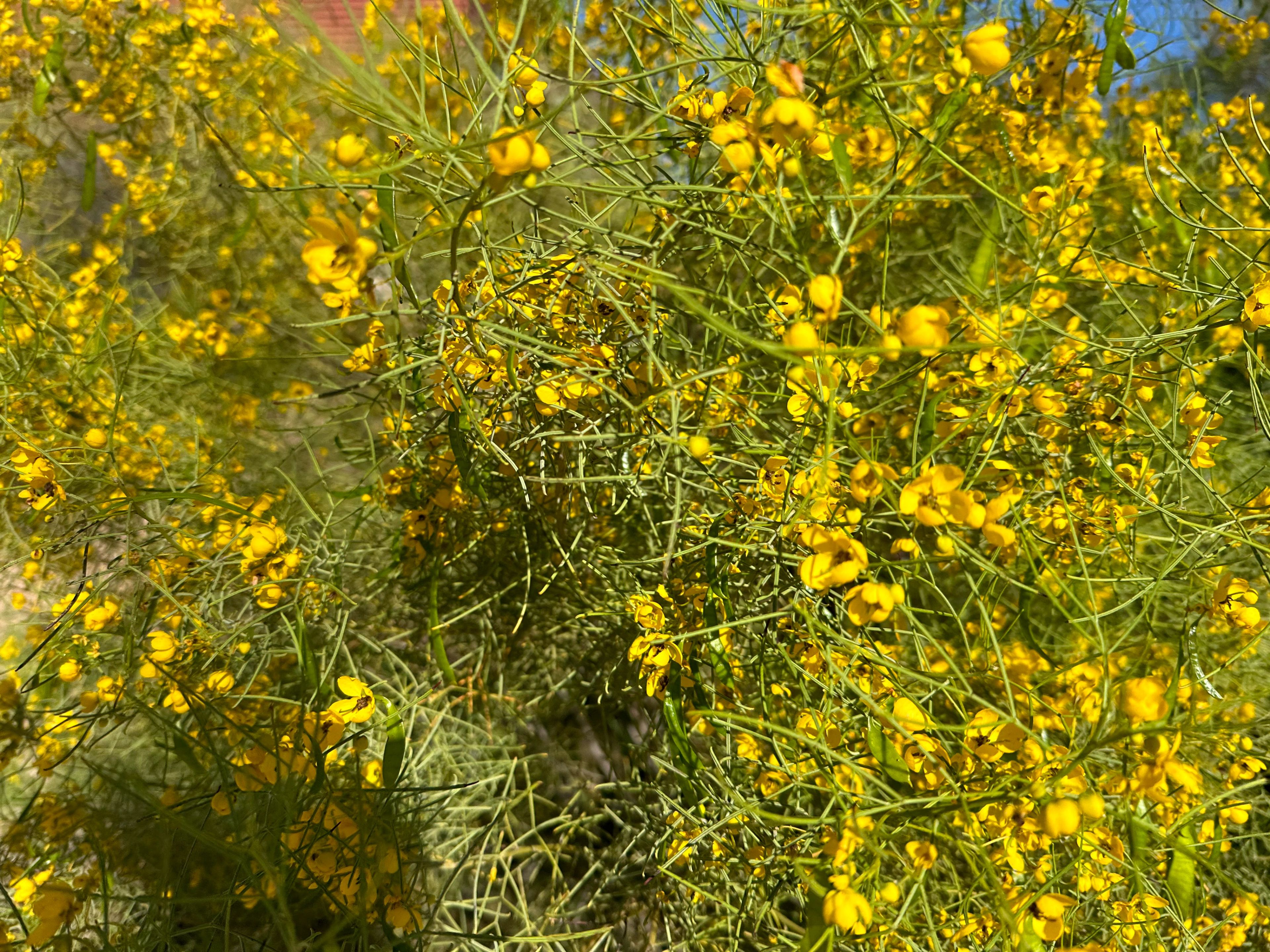 Tight close-up of palo verde flowers on green branches, showing yellow petals and fine twig structure.