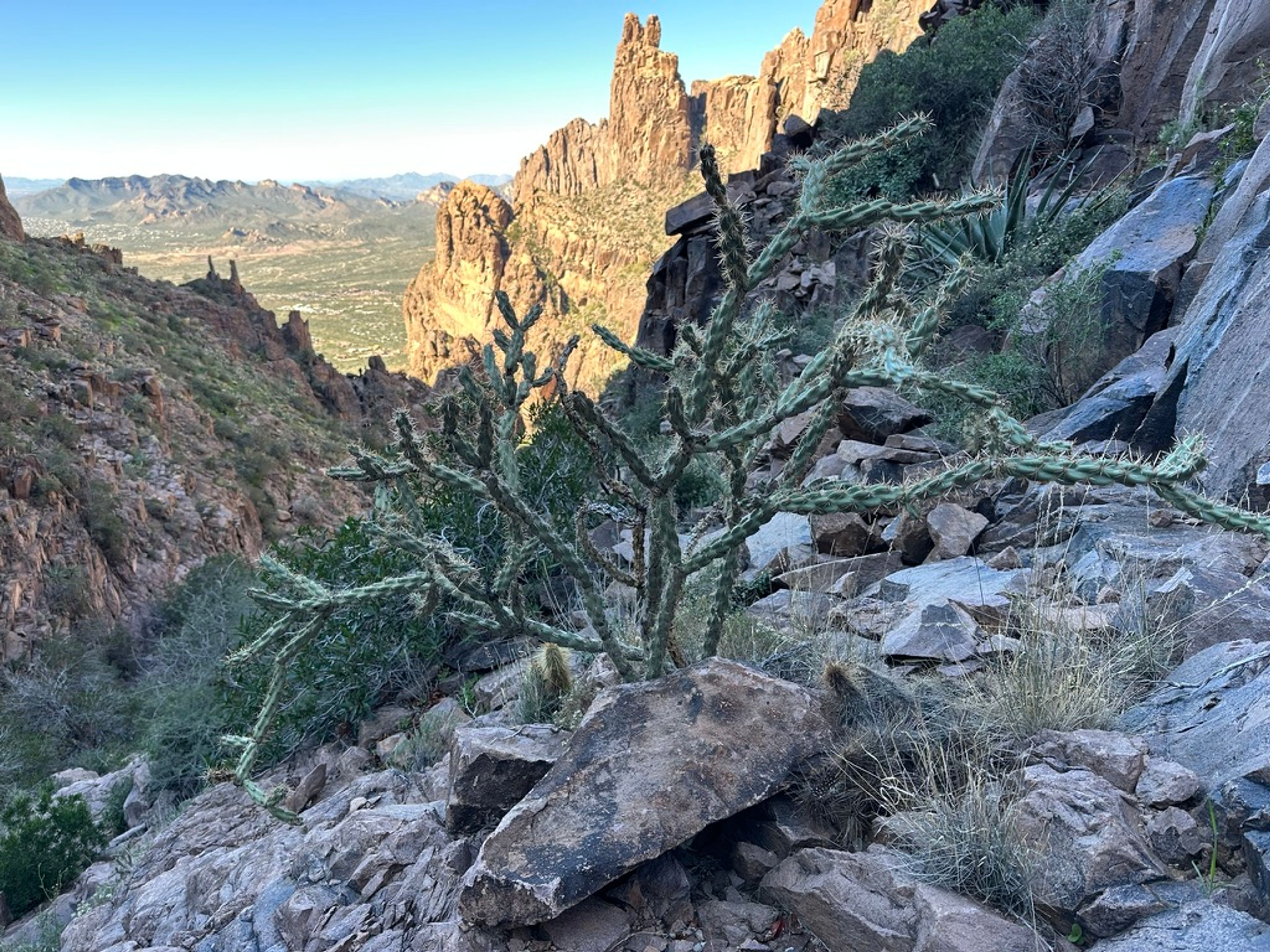 Cholla photo 15