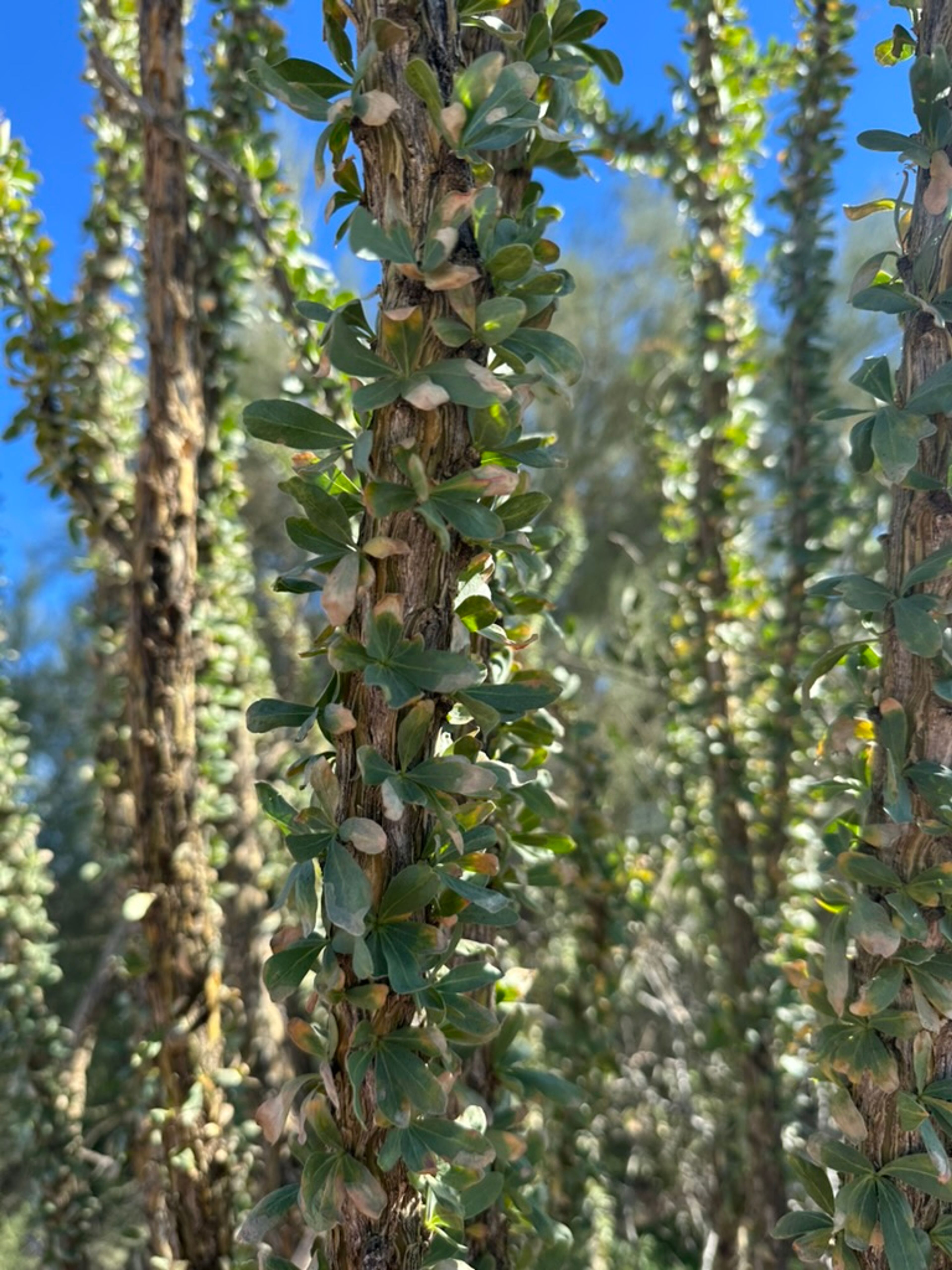Ocotillo photo 15