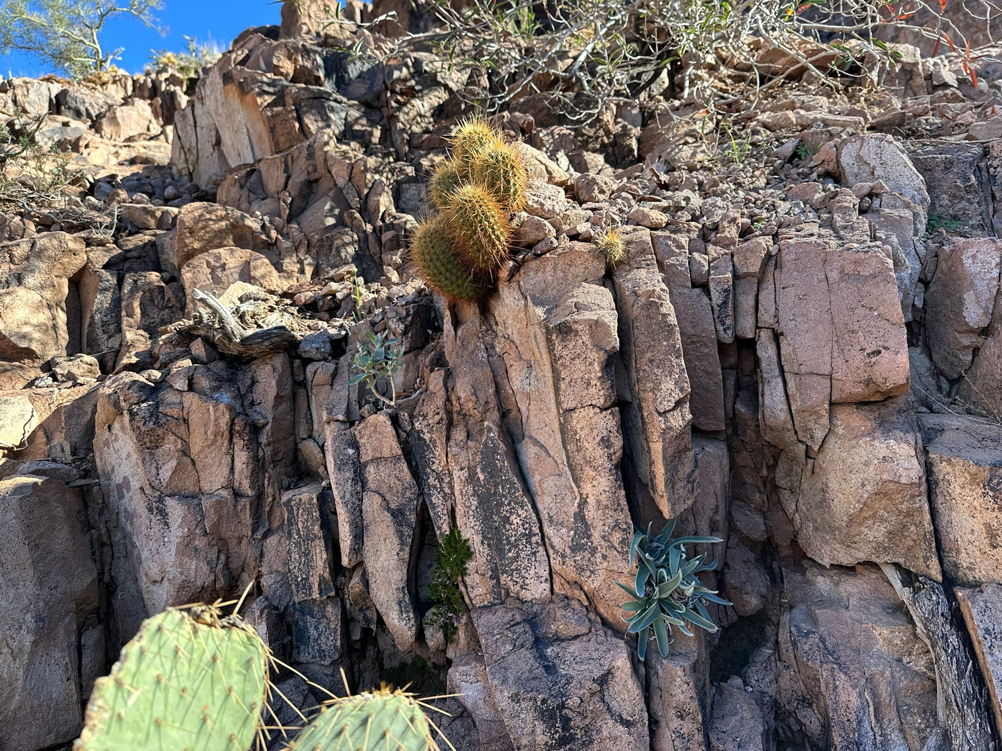 Hedgehog Cactus photo 9