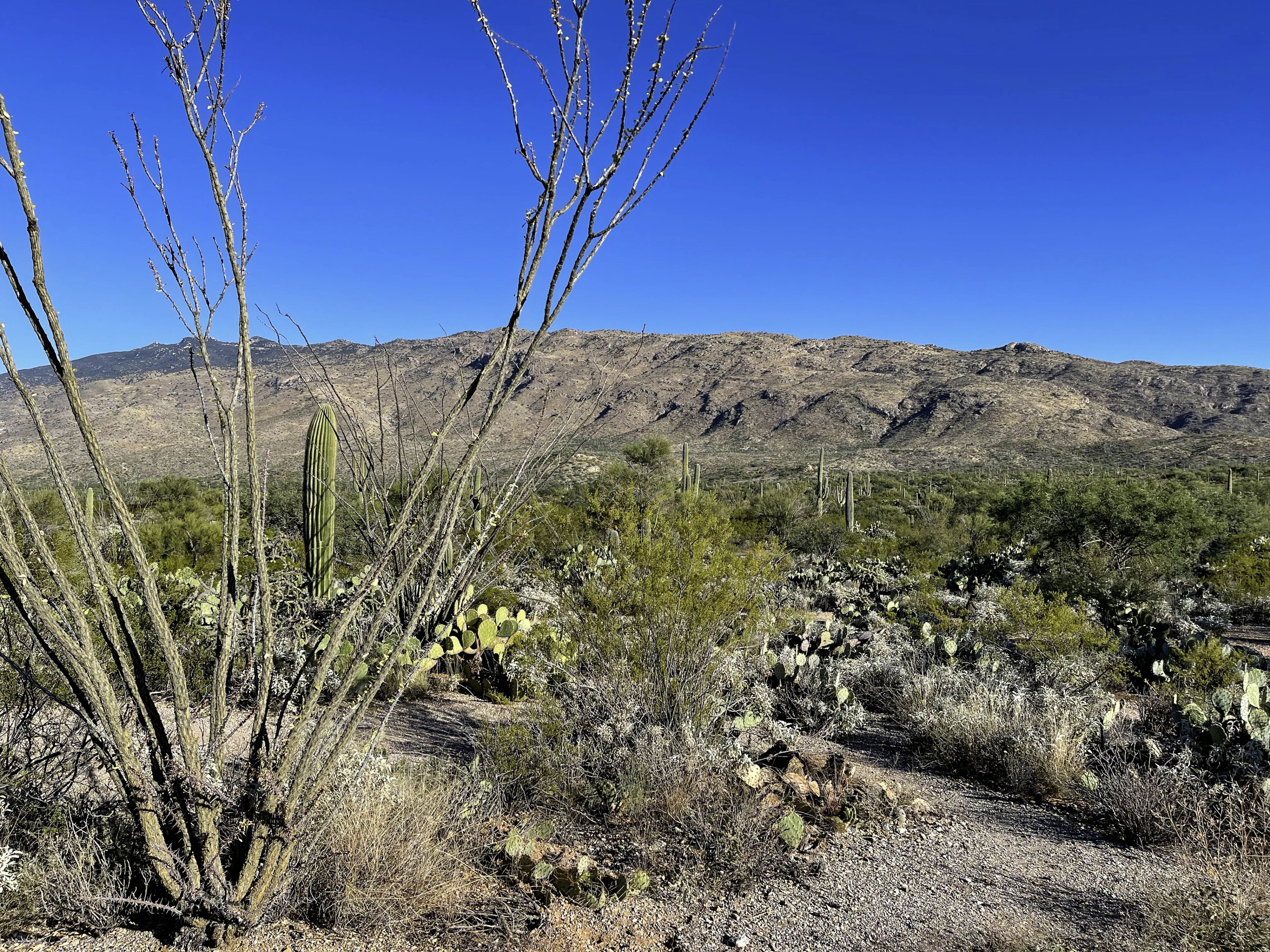 Dry ocotillo