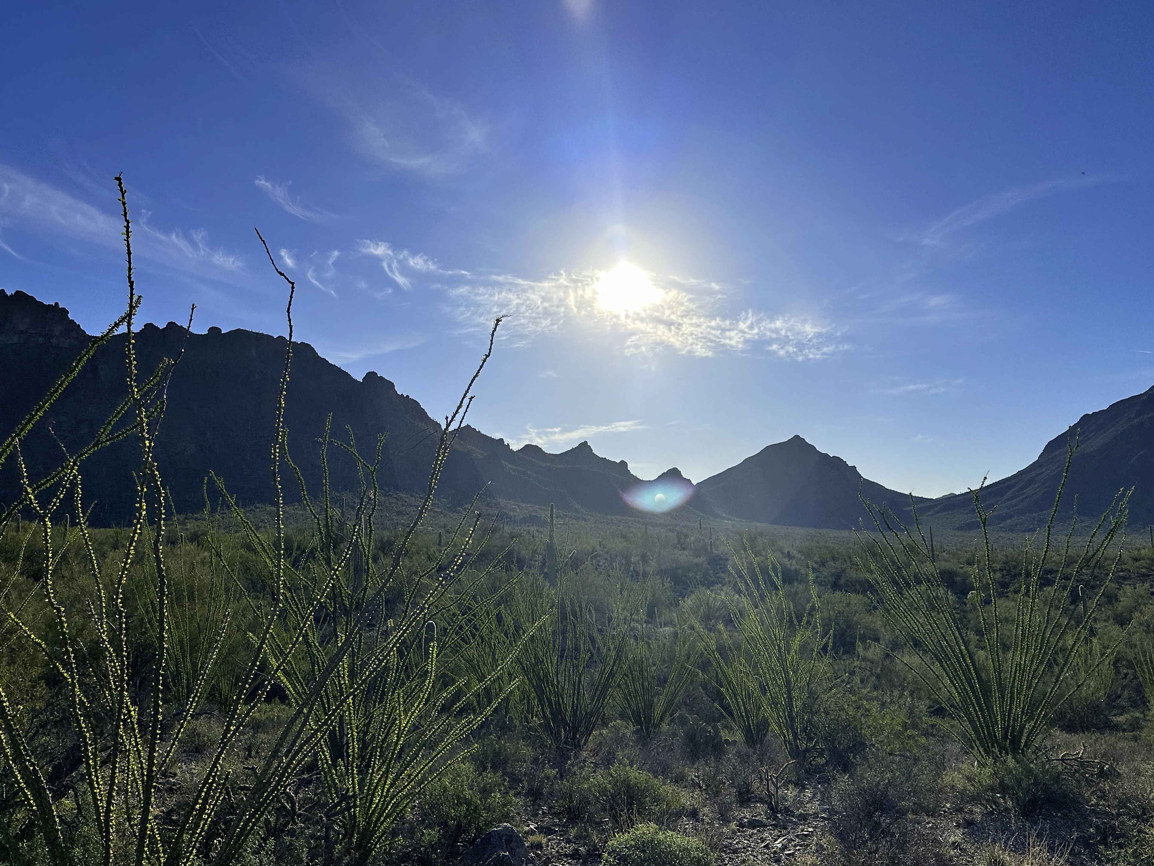 Wild ocotillo family