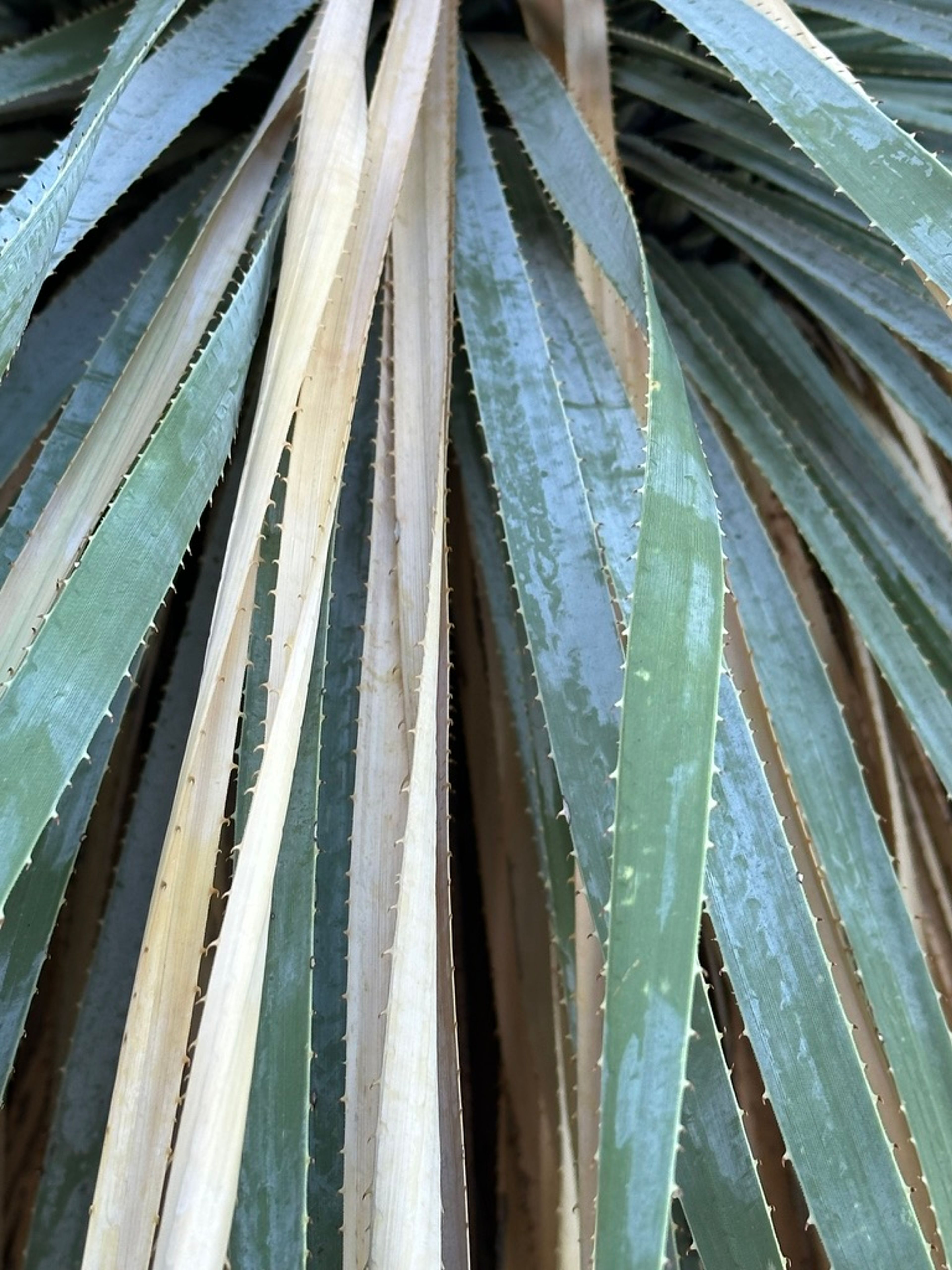 Yucca photo 12