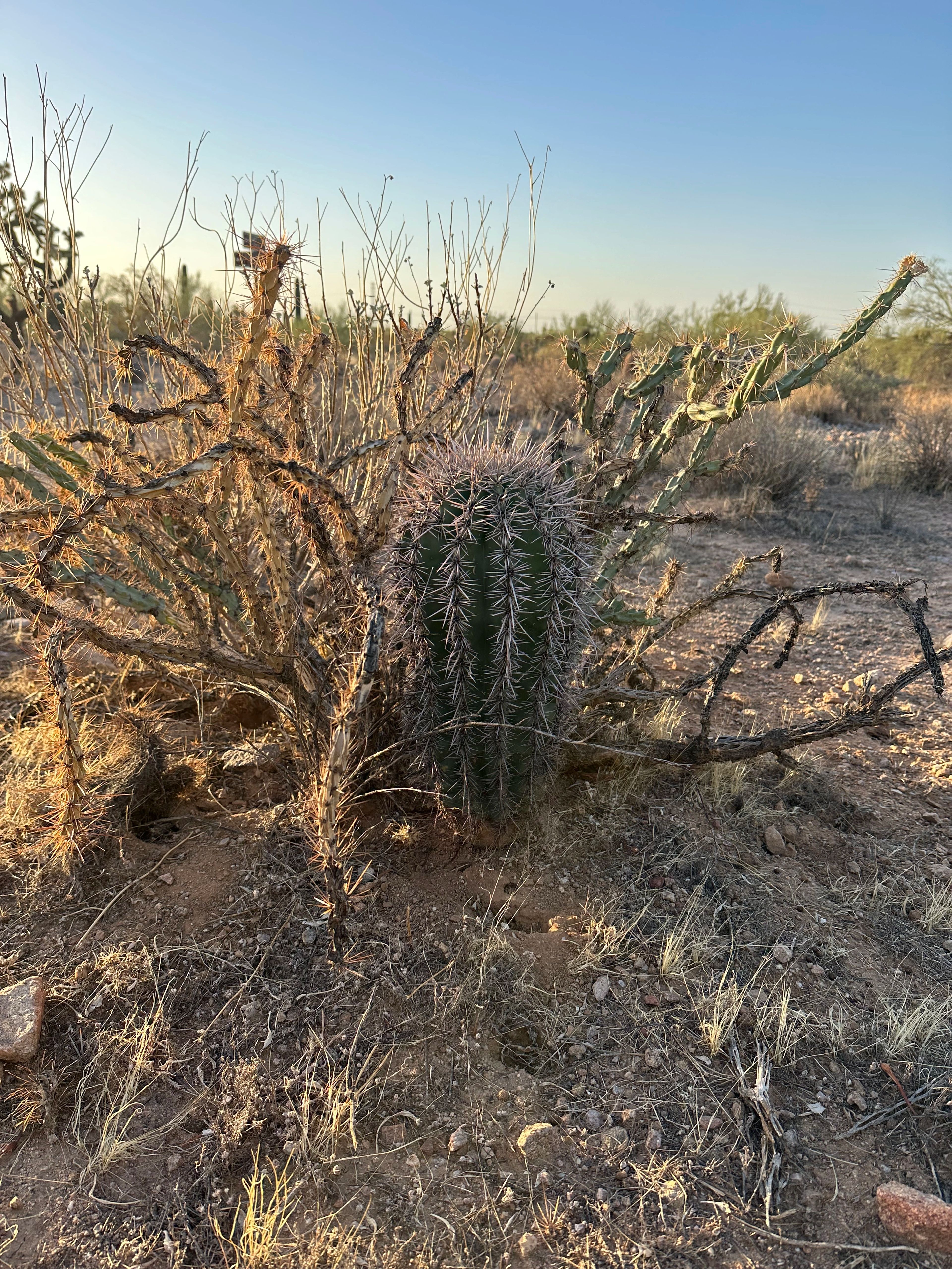 Baby saguaro seedling