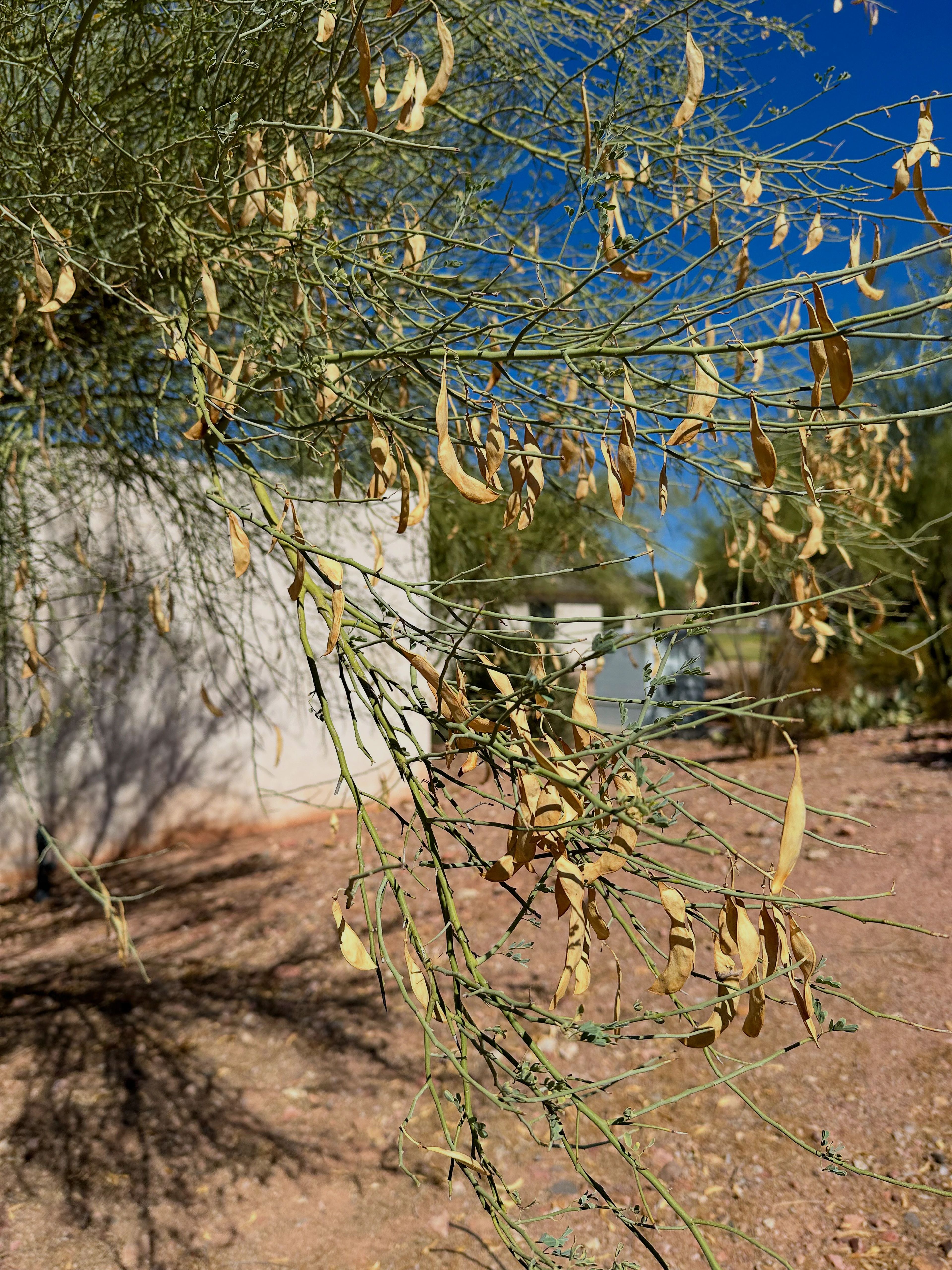 Close-up of dried palo verde bean pods hanging from thin green branches, pale tan and papery in texture.