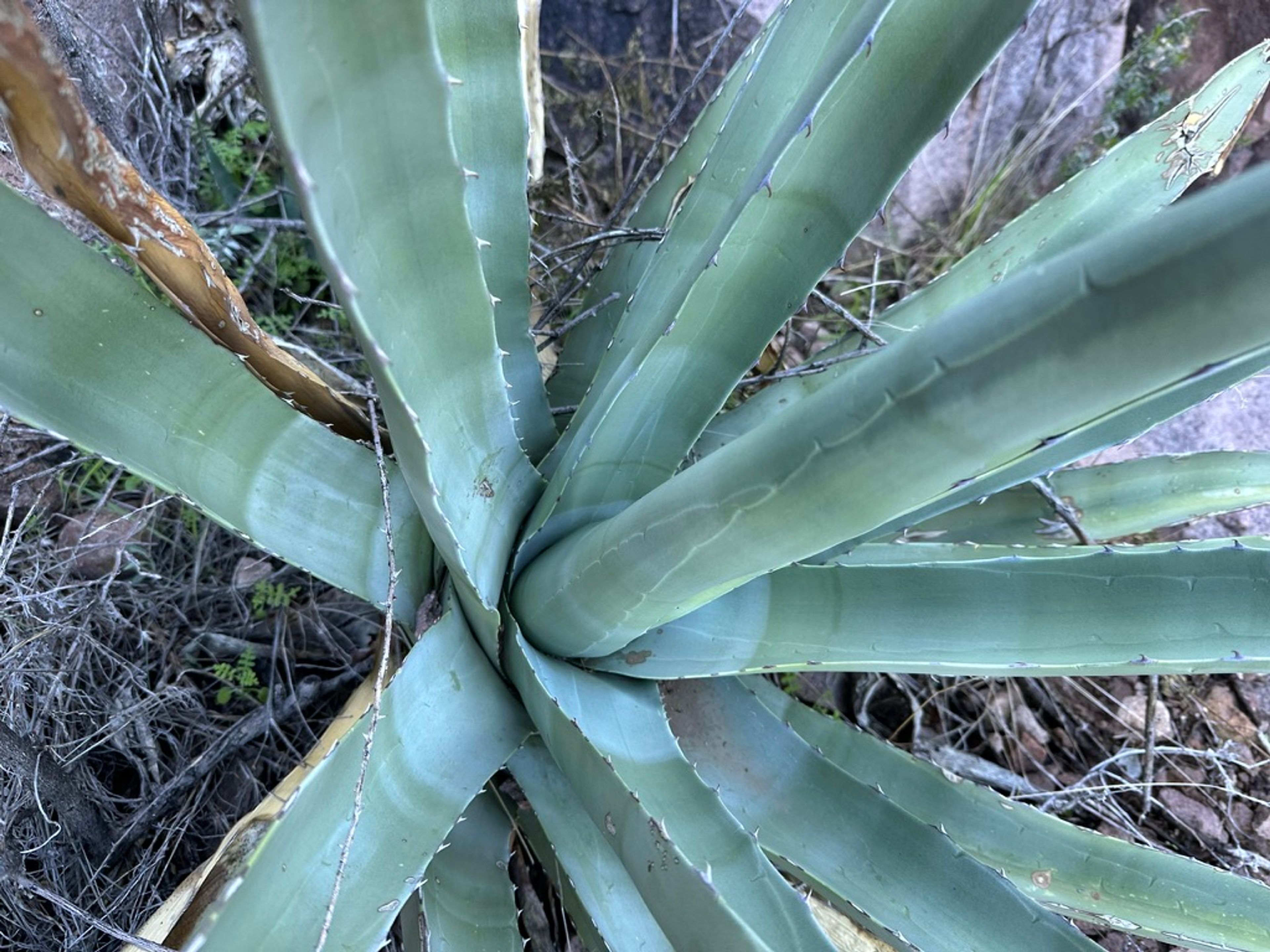 Agave photo 14