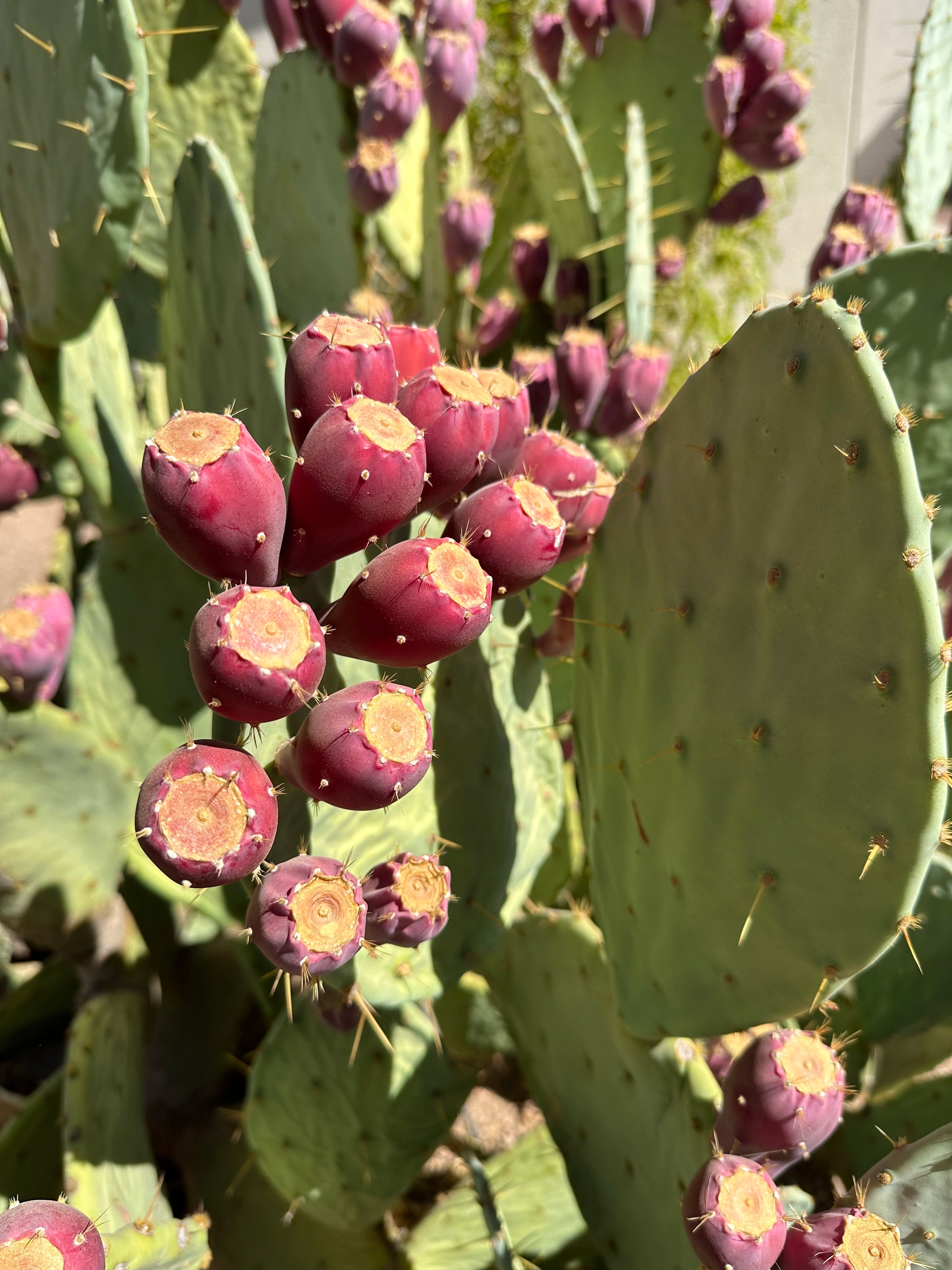 Close-up of prickly pear fruits