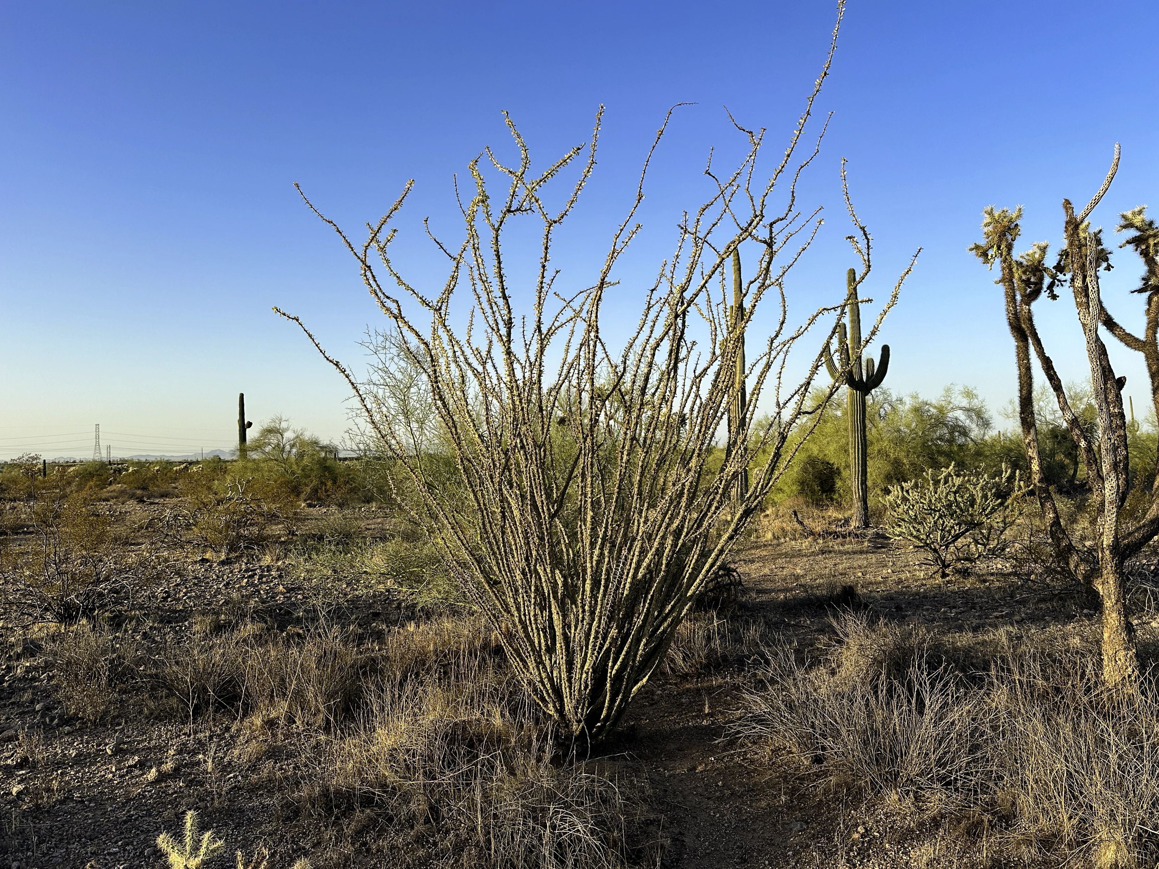 Ocotillo