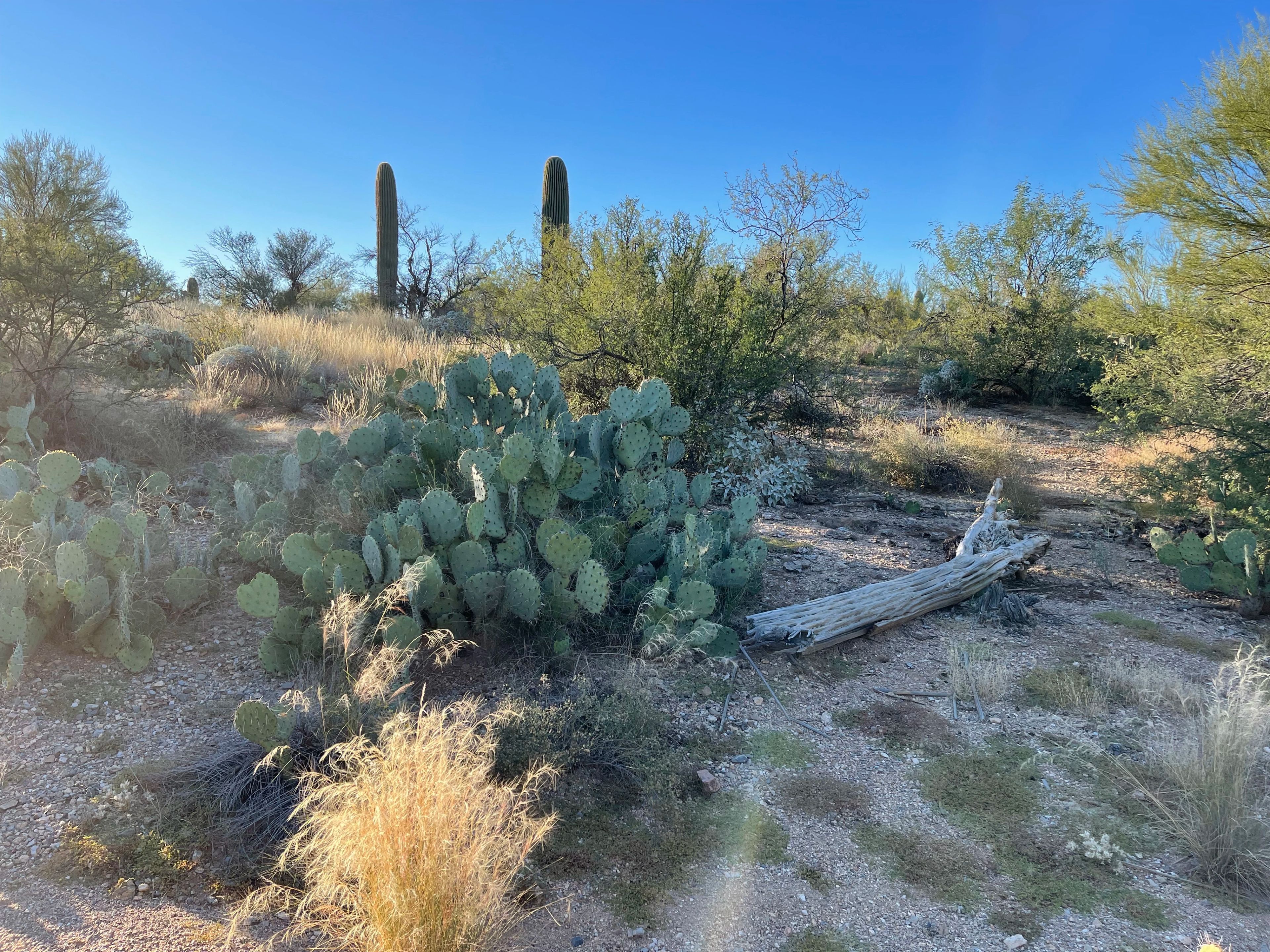 Wild prickly pear patch in desert scrub