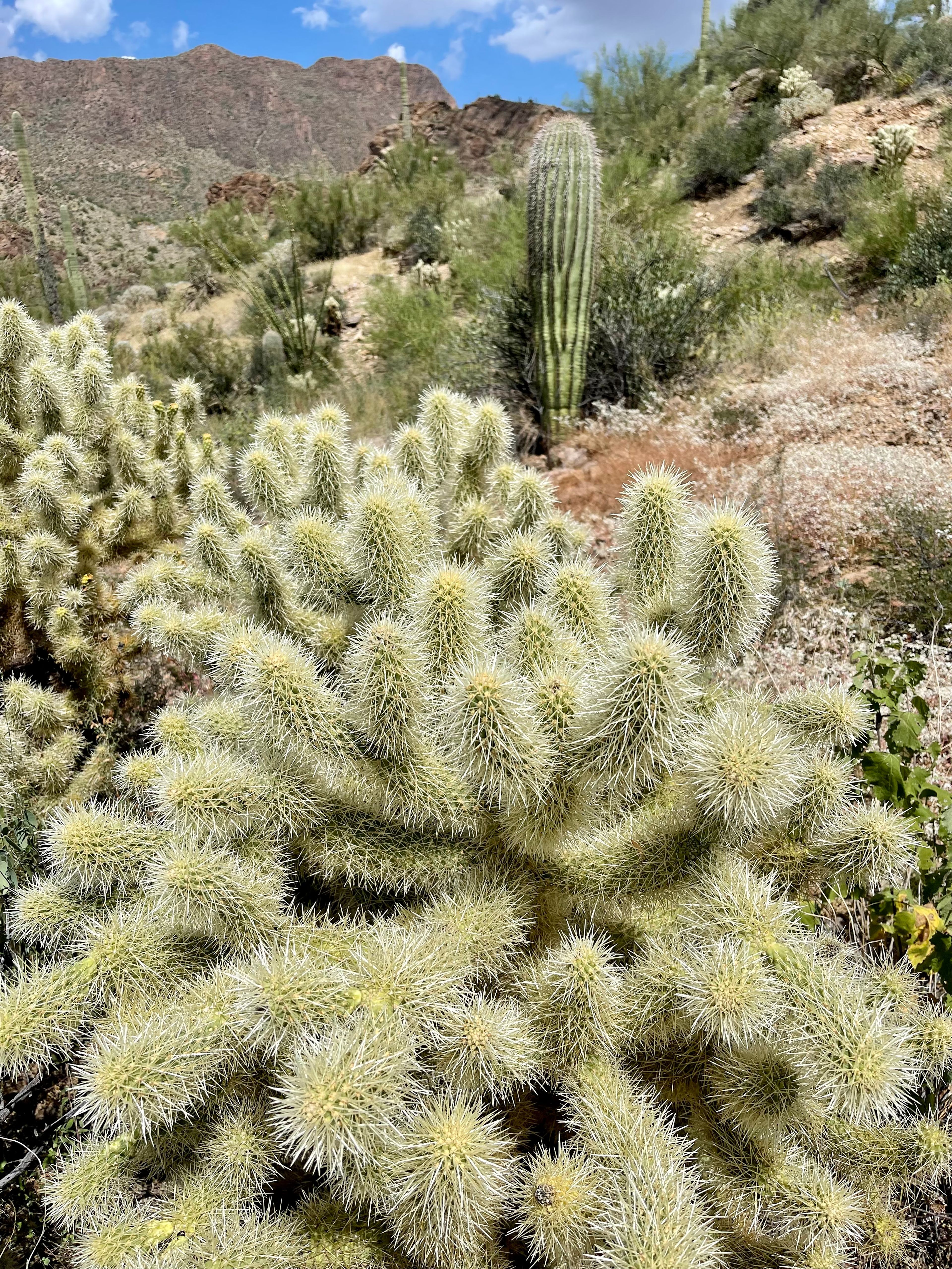 Cholla photo 10