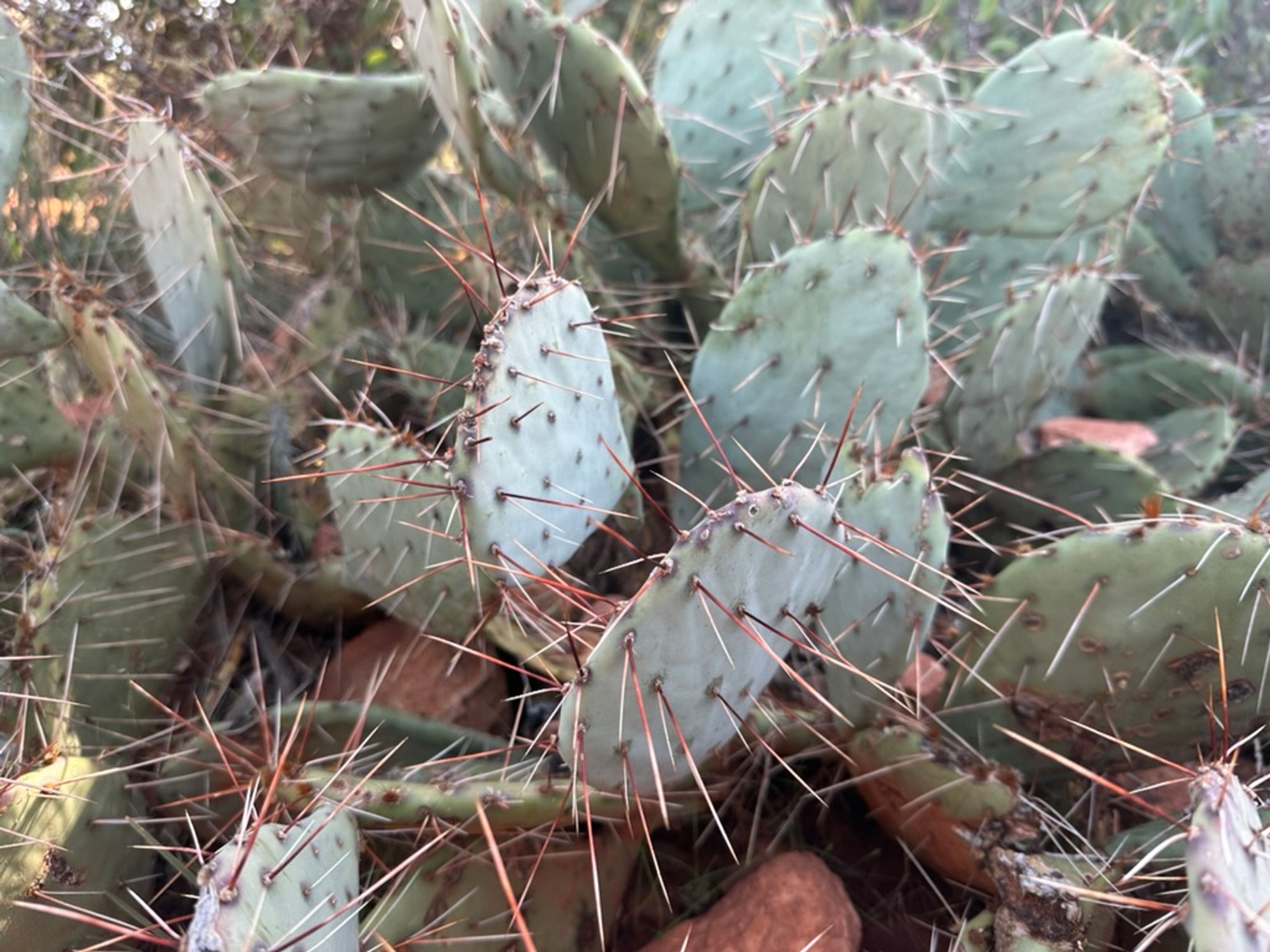 Prickly Pear photo 11