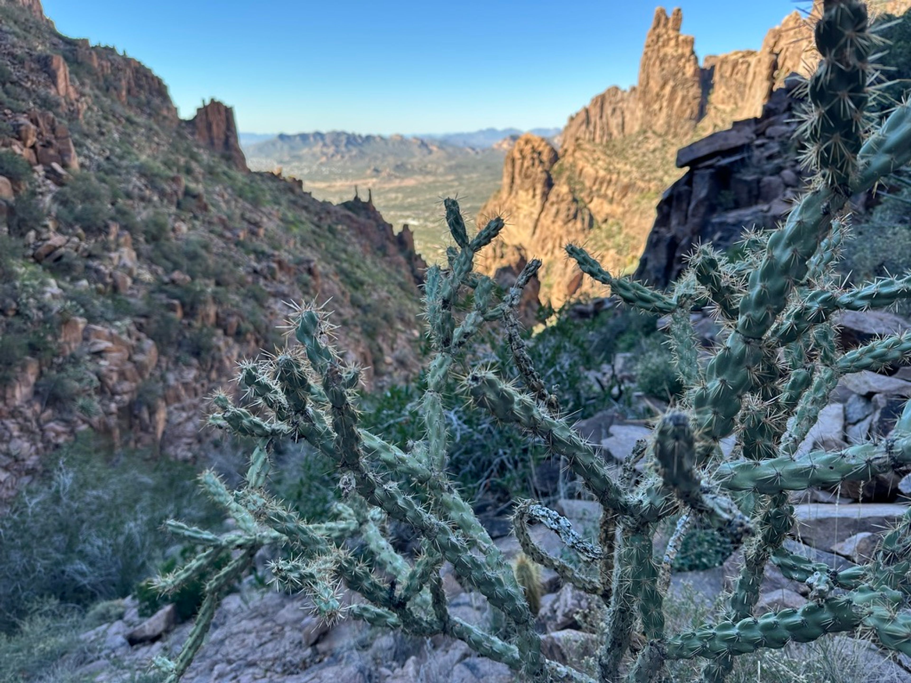 Cholla photo 17