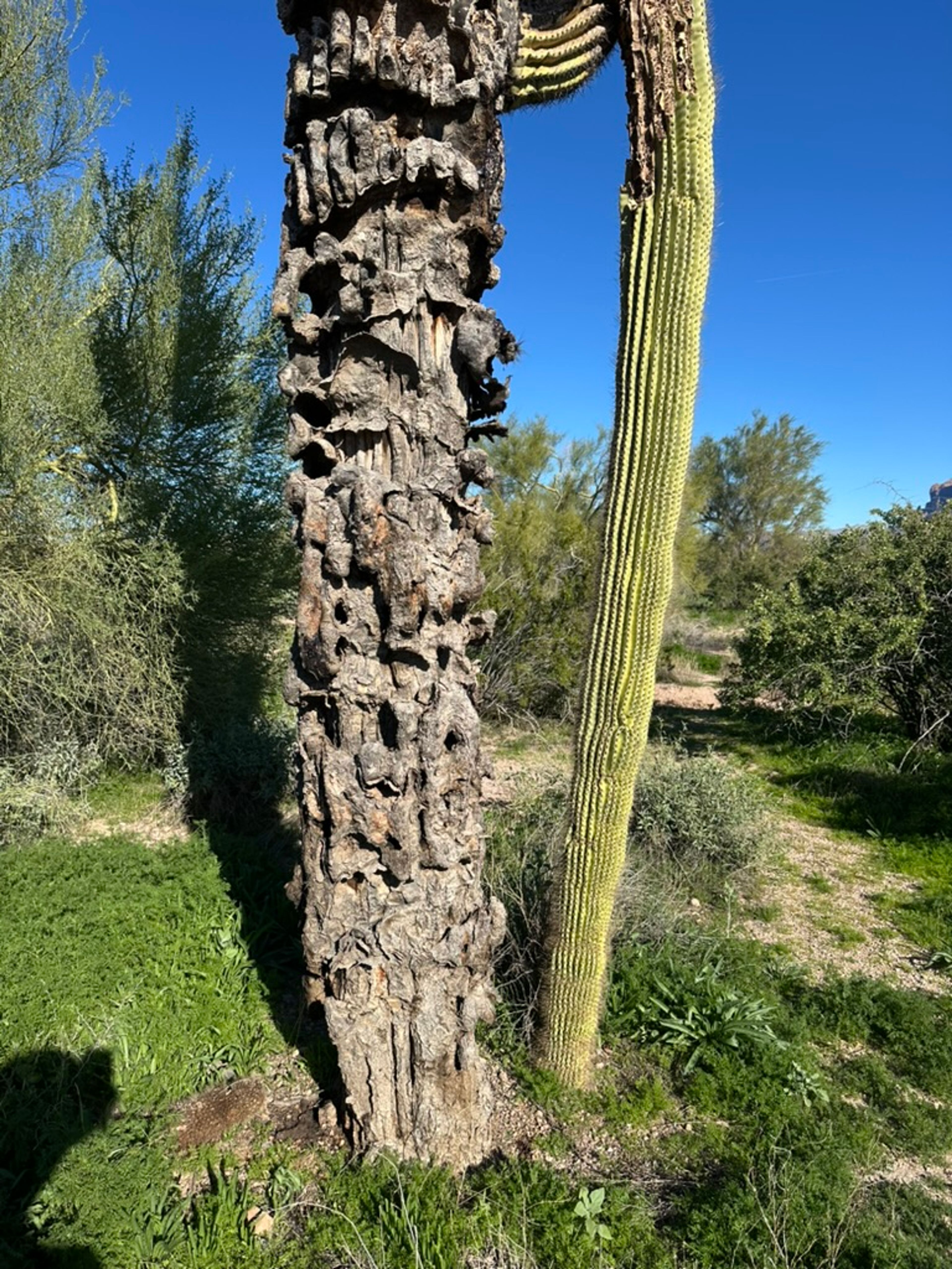 Saguaro photo 8