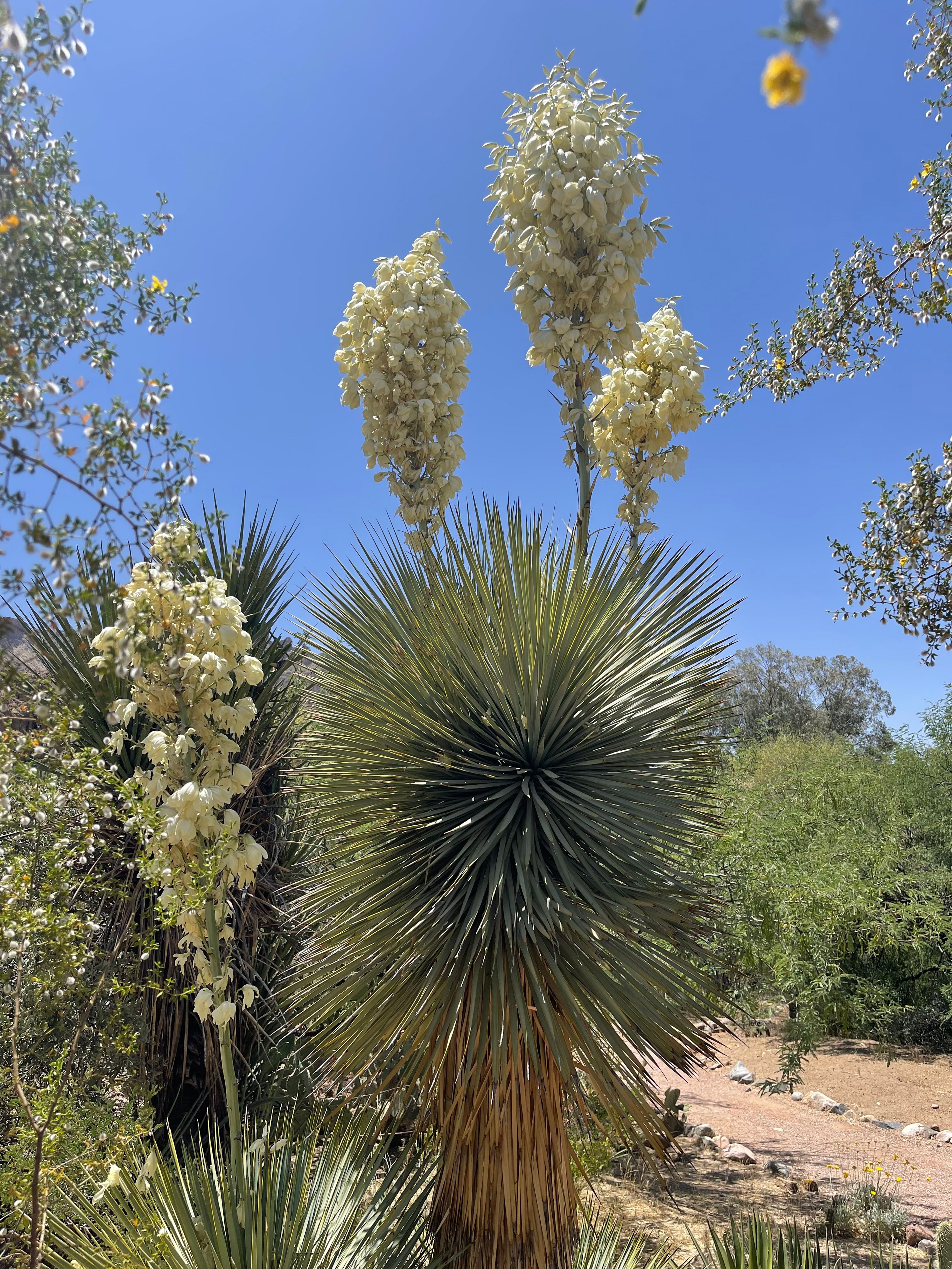 Yucca photo 2