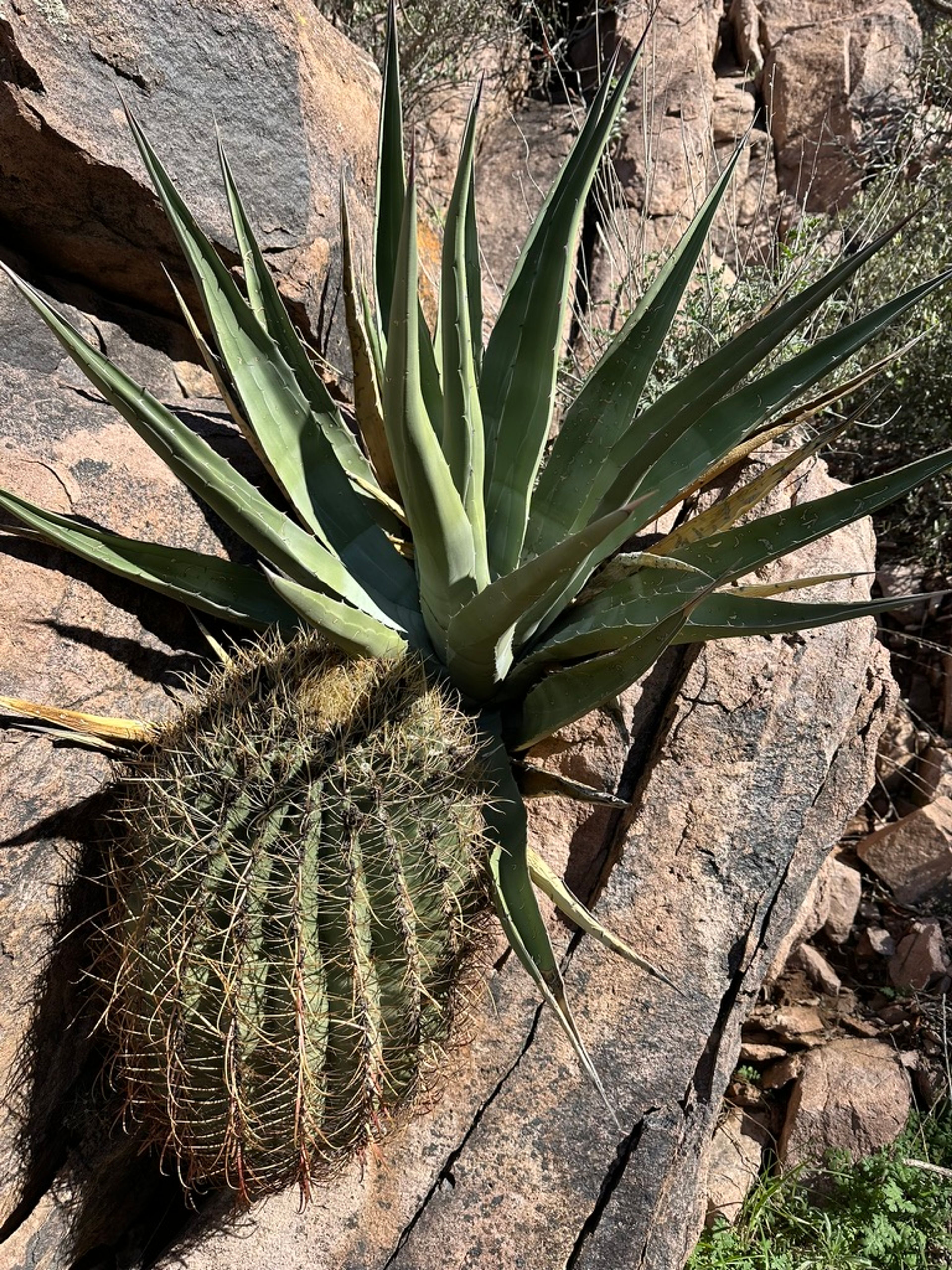Agave photo 19