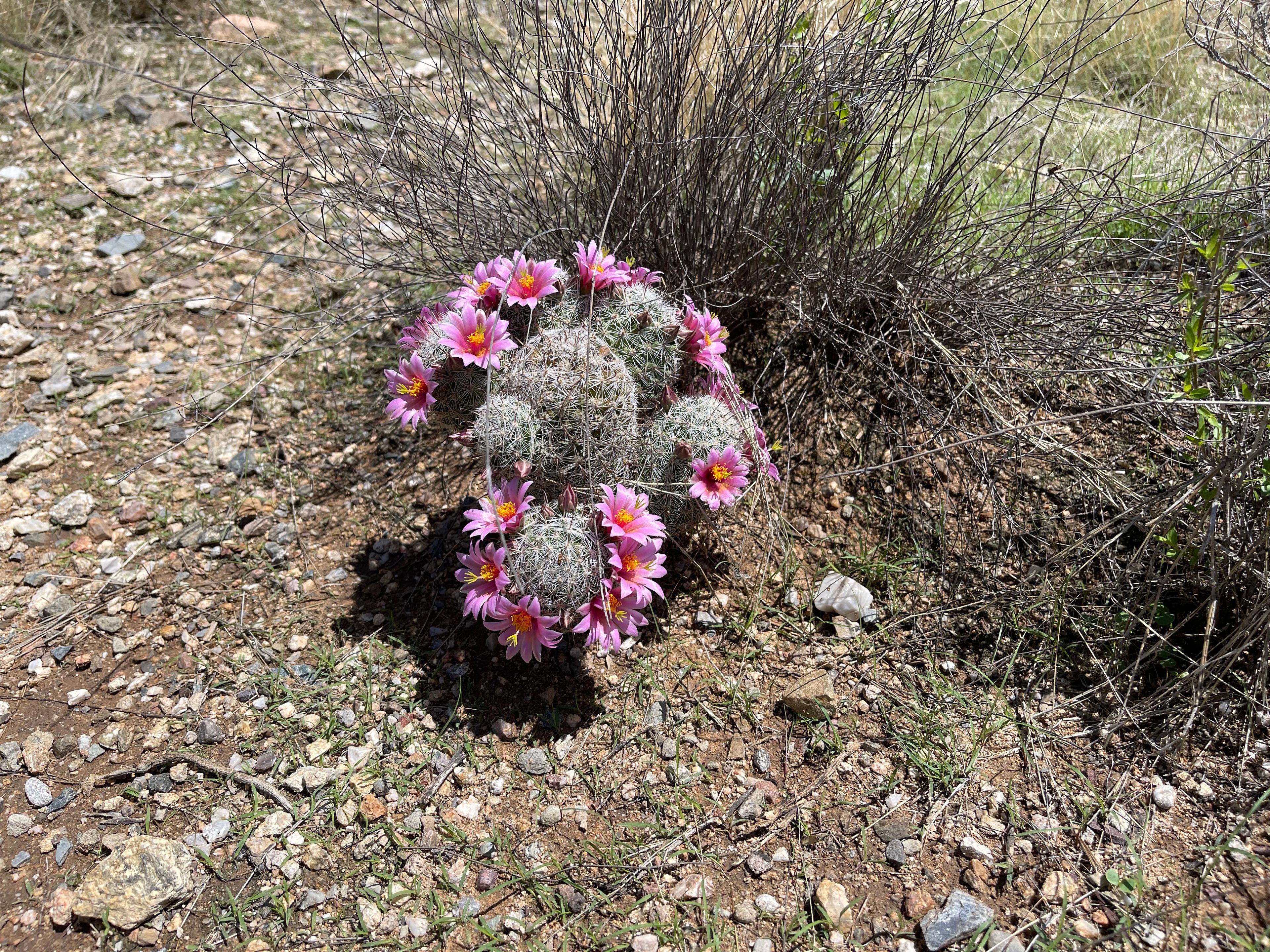 Hedgehog Cactus photo 2