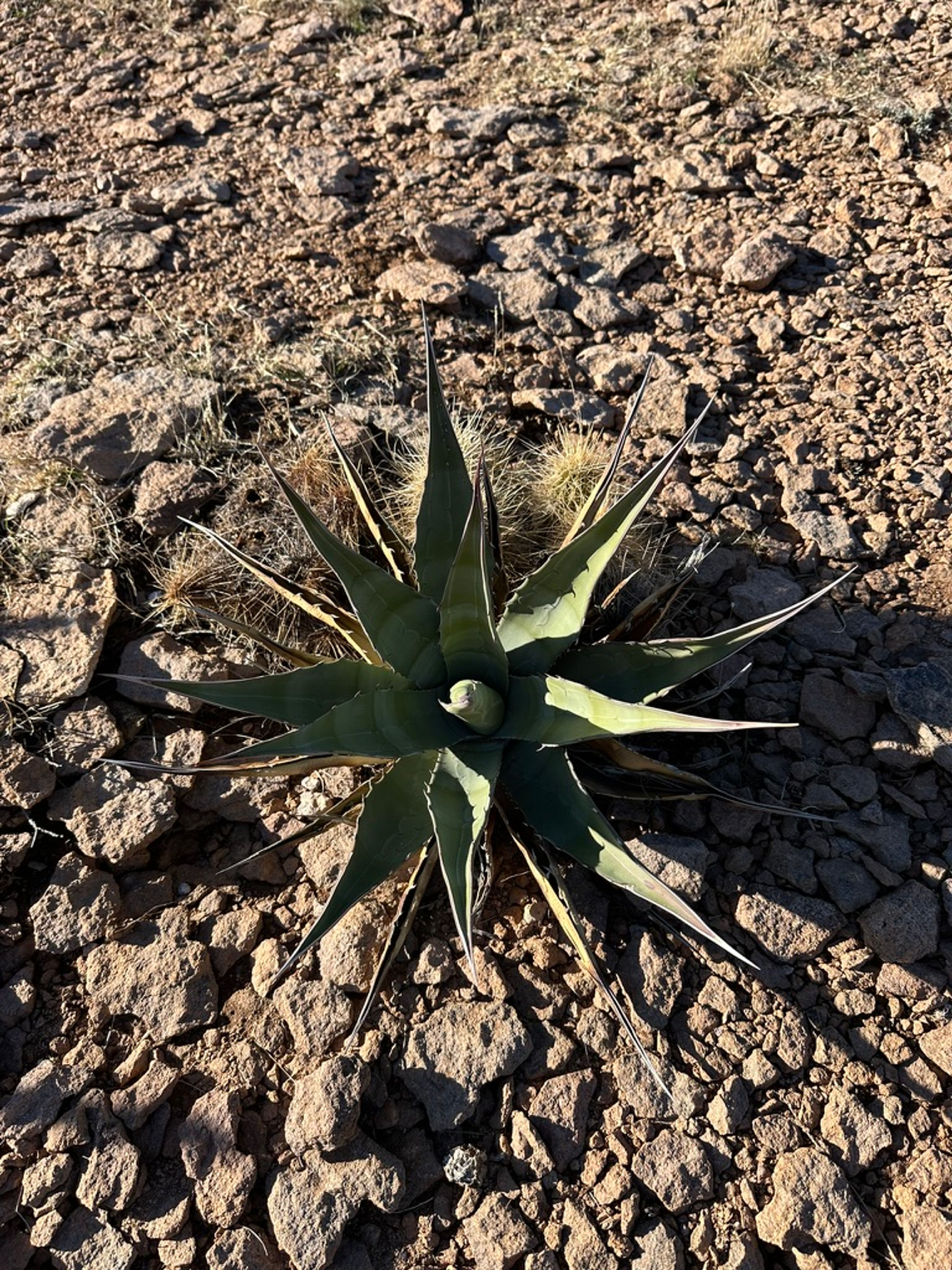 Agave photo 22