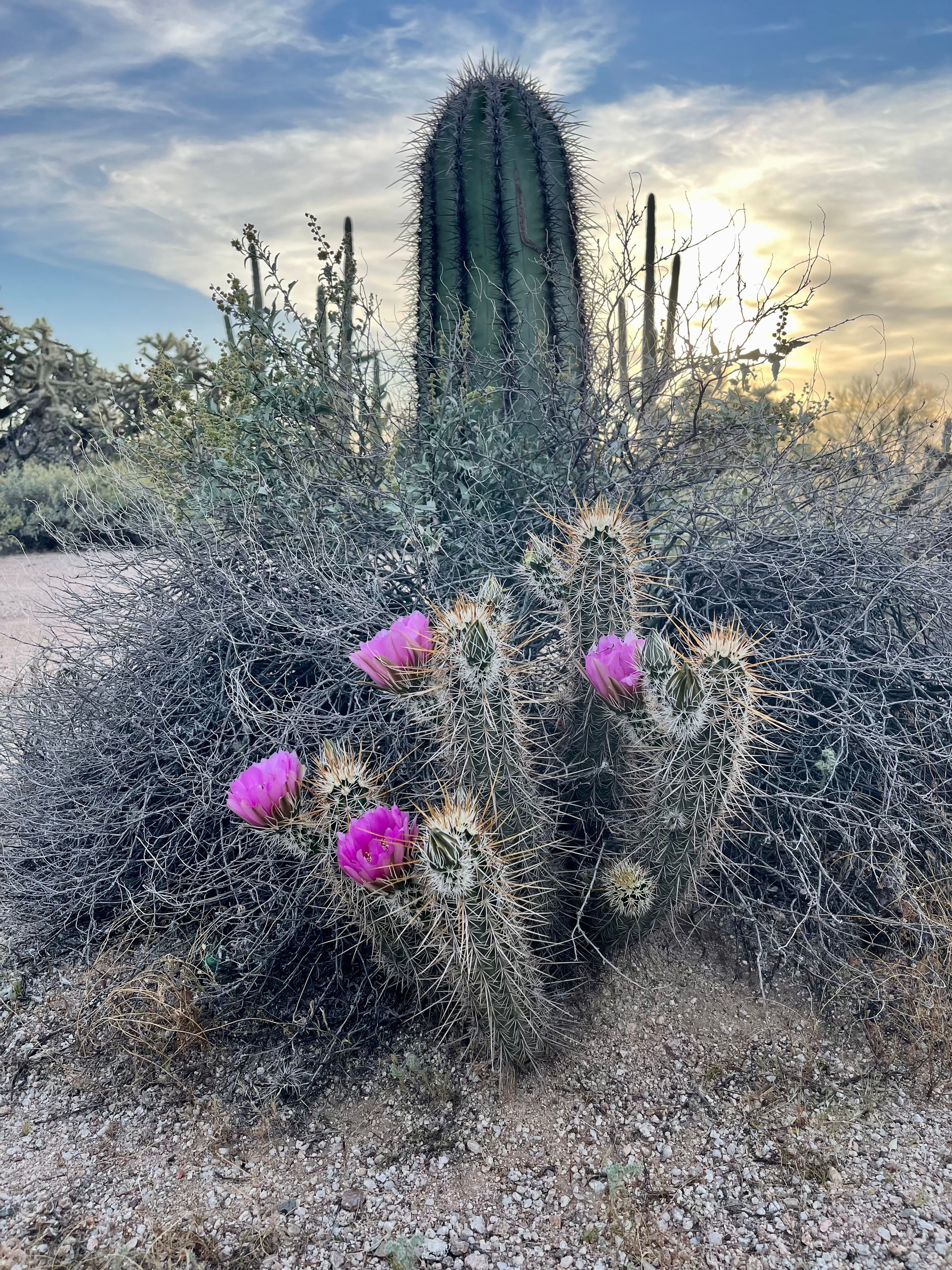 Hedgehog Cactus photo 4