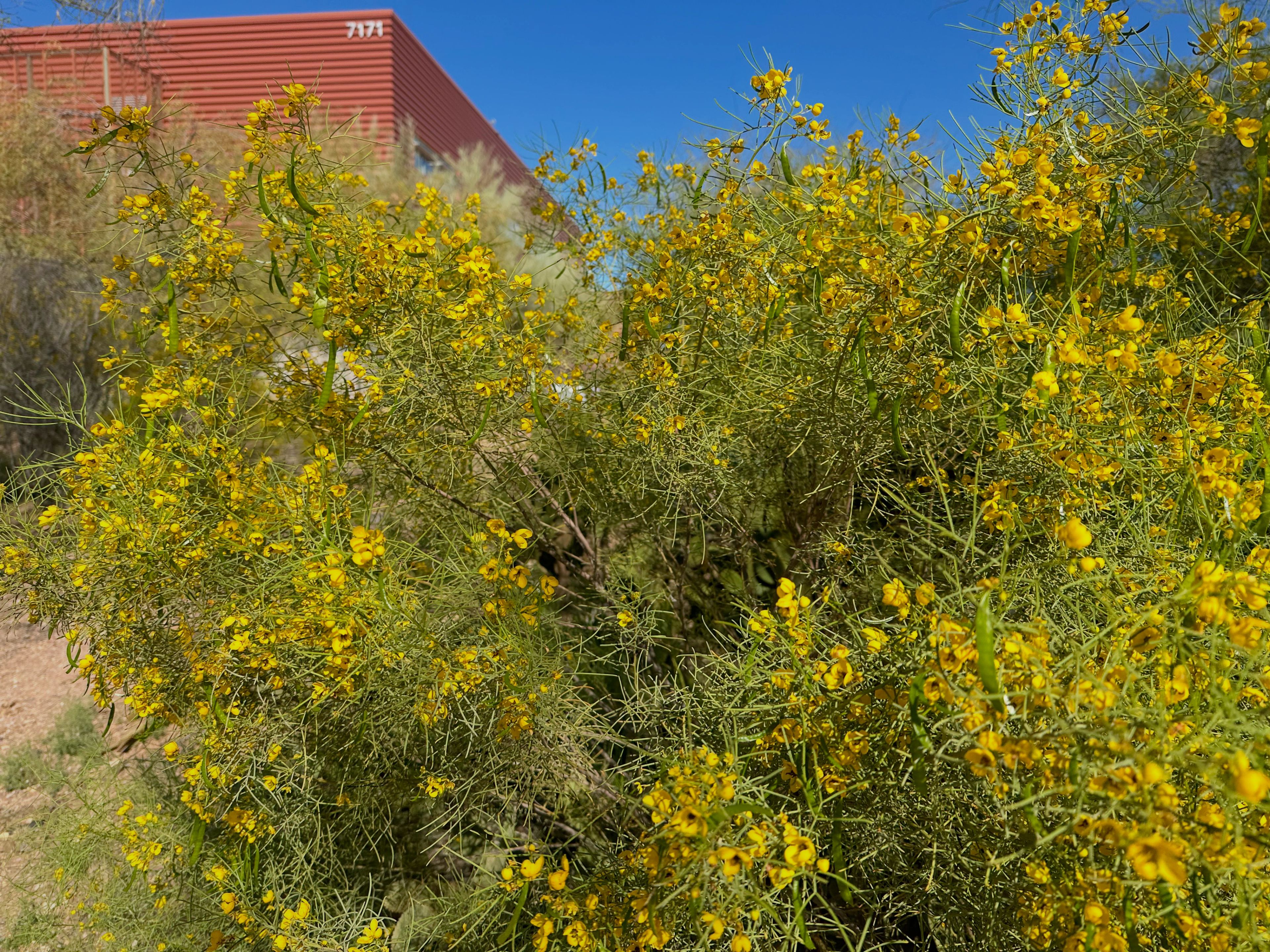 Palo verde flowers and green twiggy branches in bloom, showing clusters of small yellow pea-like blossoms.