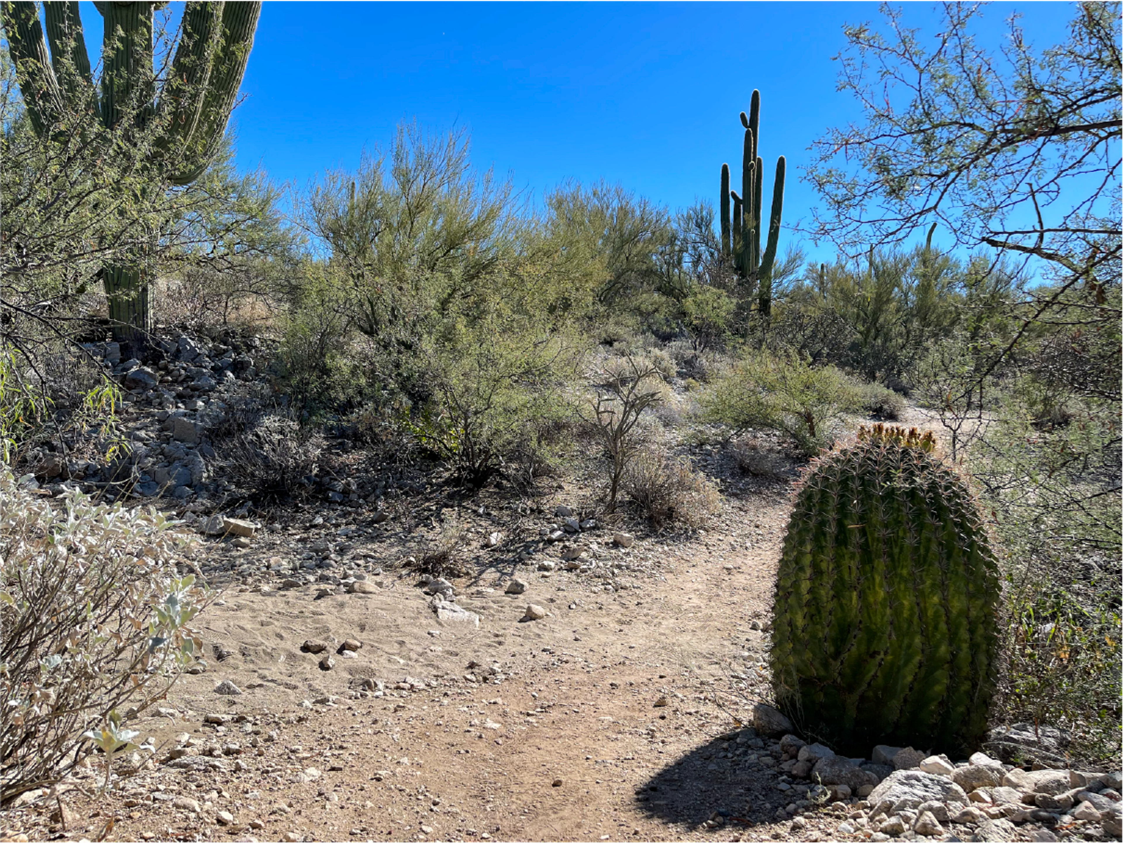 Barrel cactus growing near a desert path.