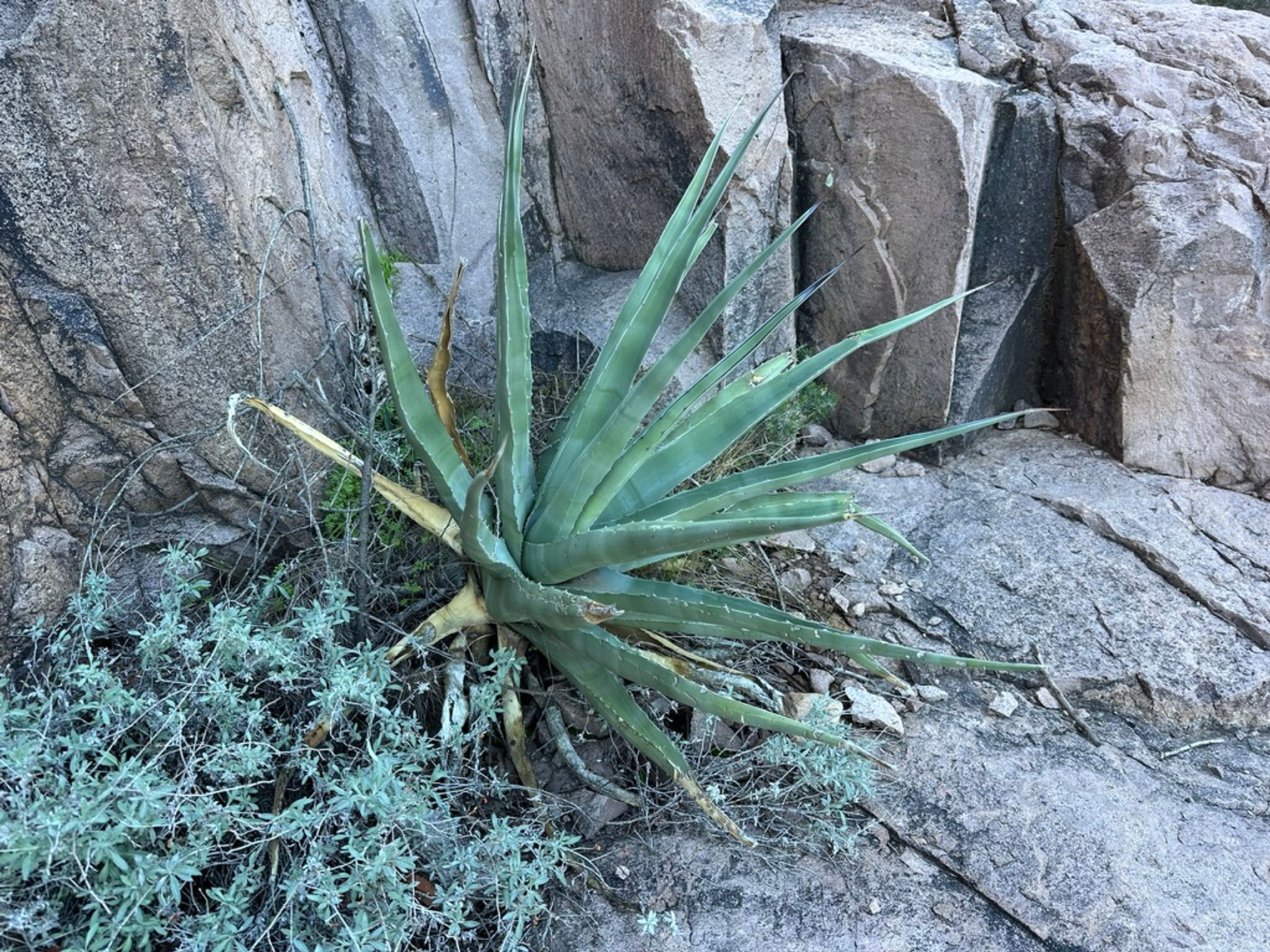 Agave photo 13