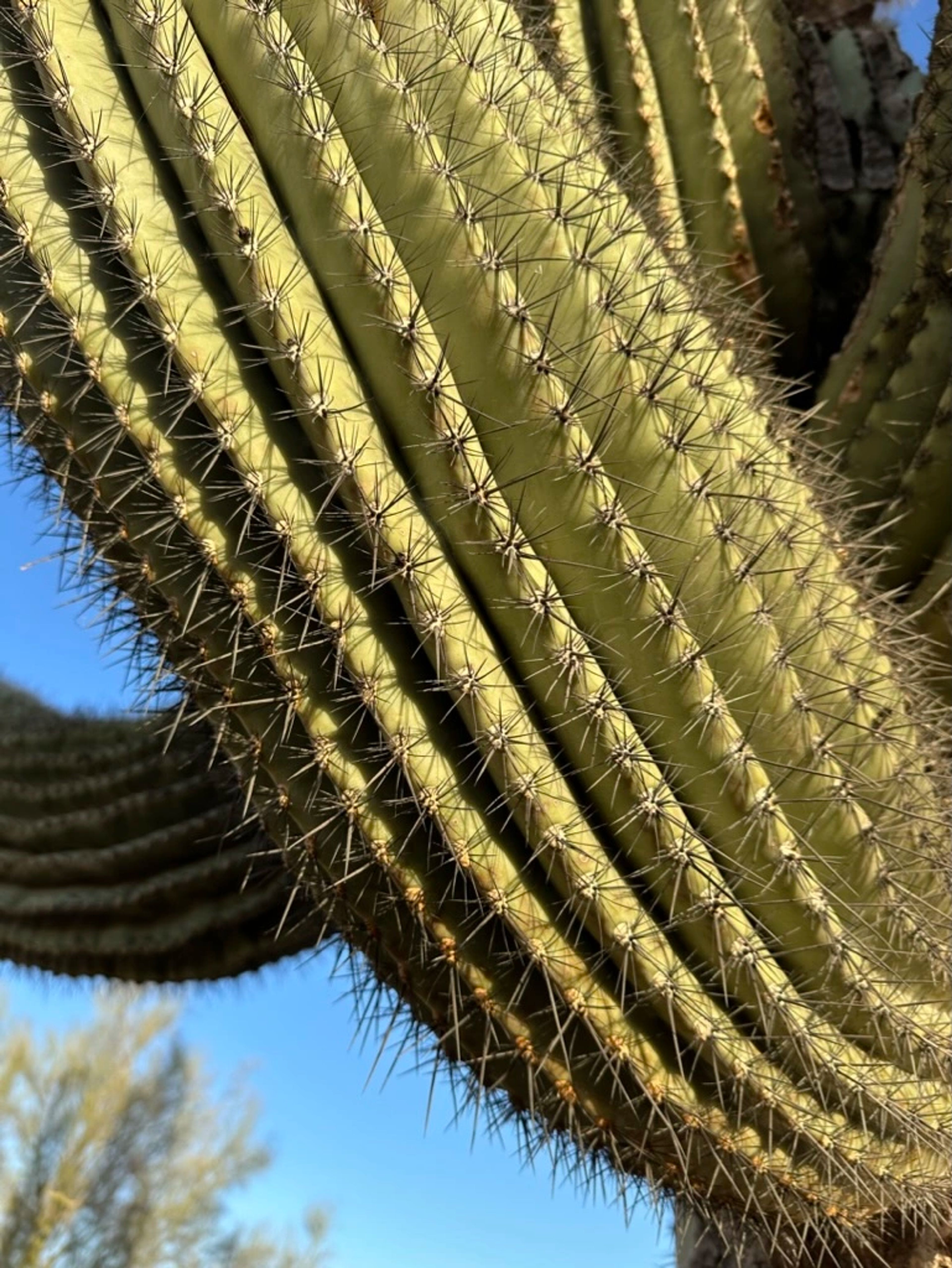 Close-up of saguaro skin and spines