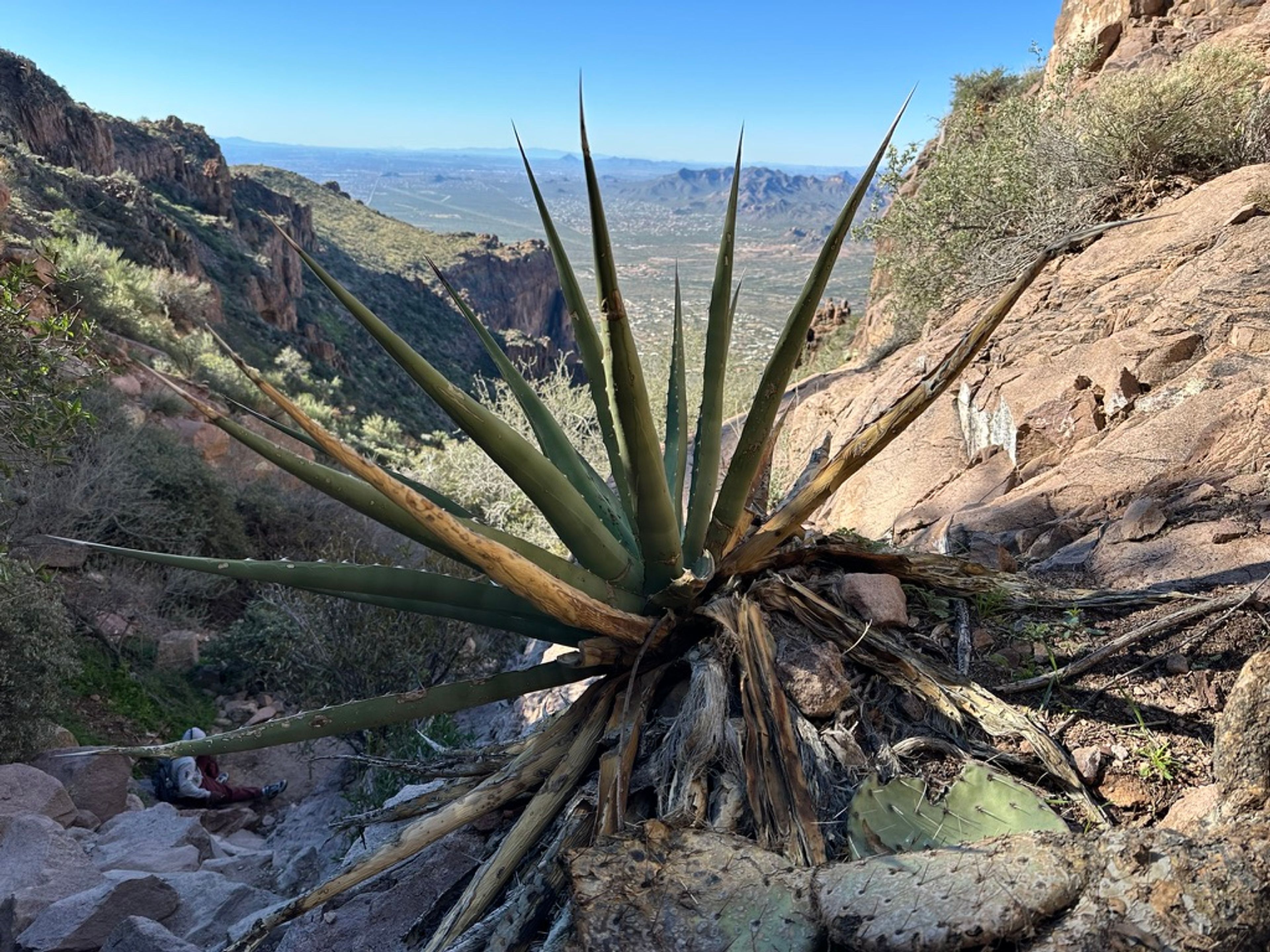 Agave photo 16
