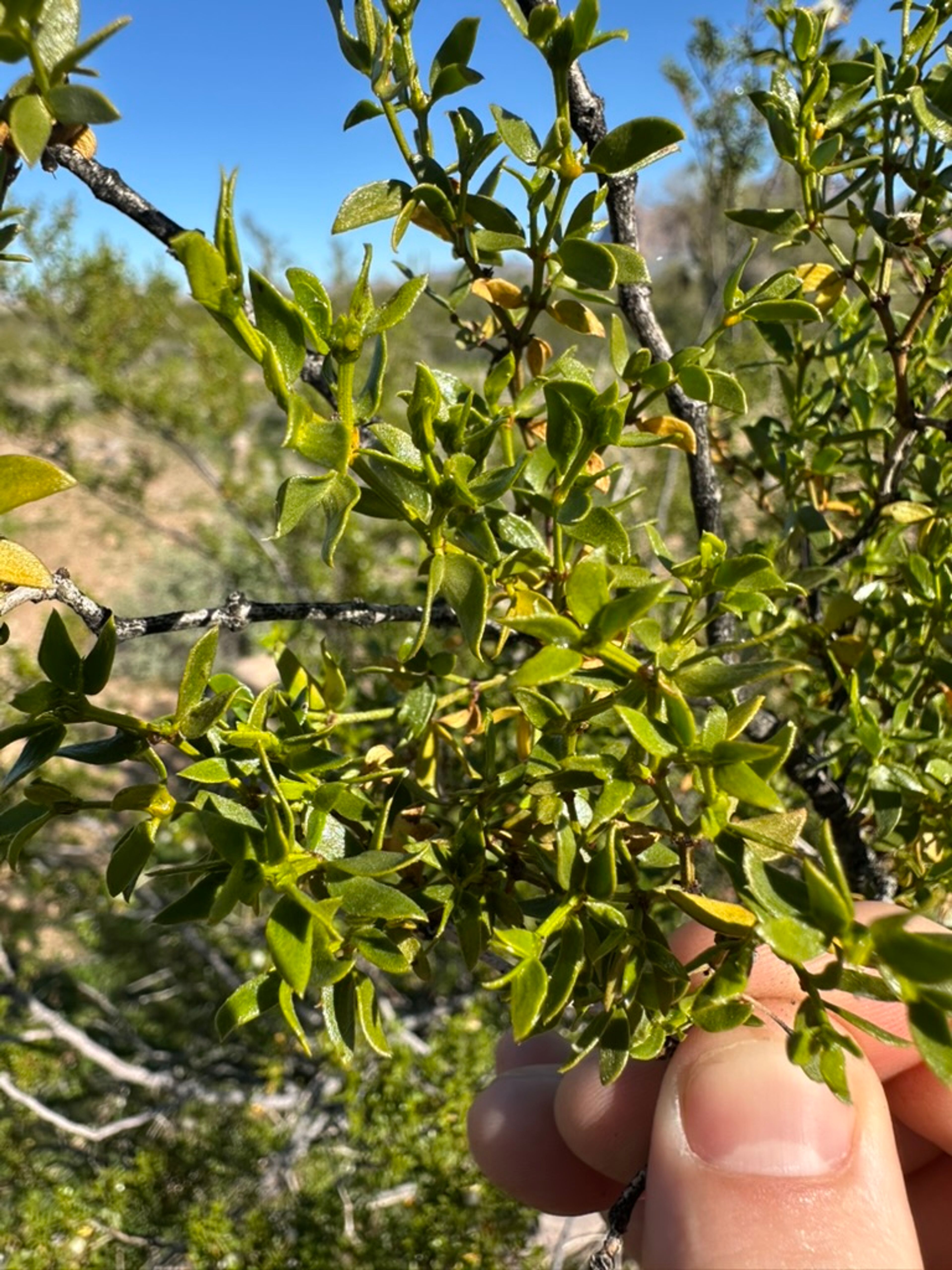 Creosote Bush photo 6