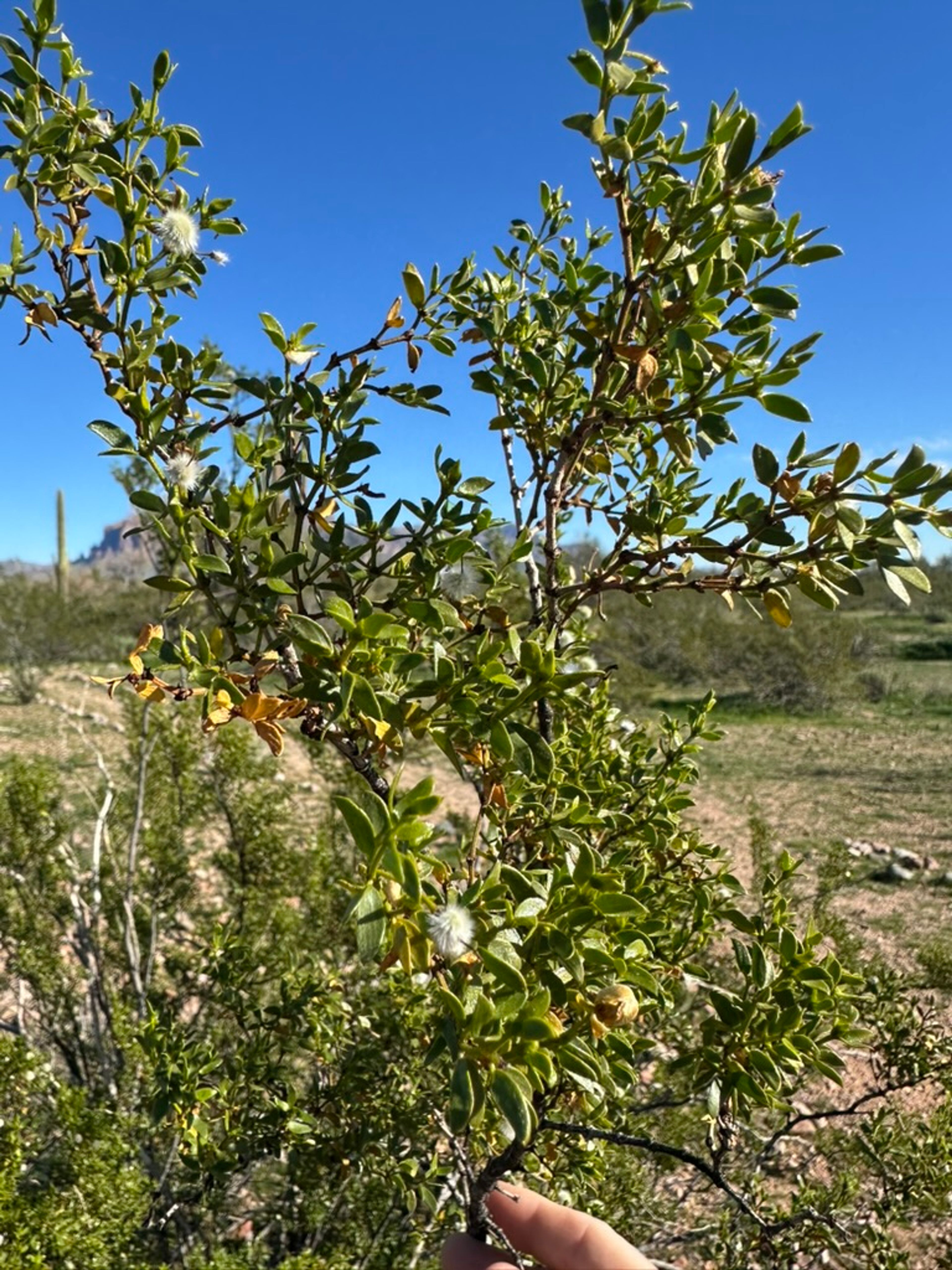 Creosote Bush photo 8