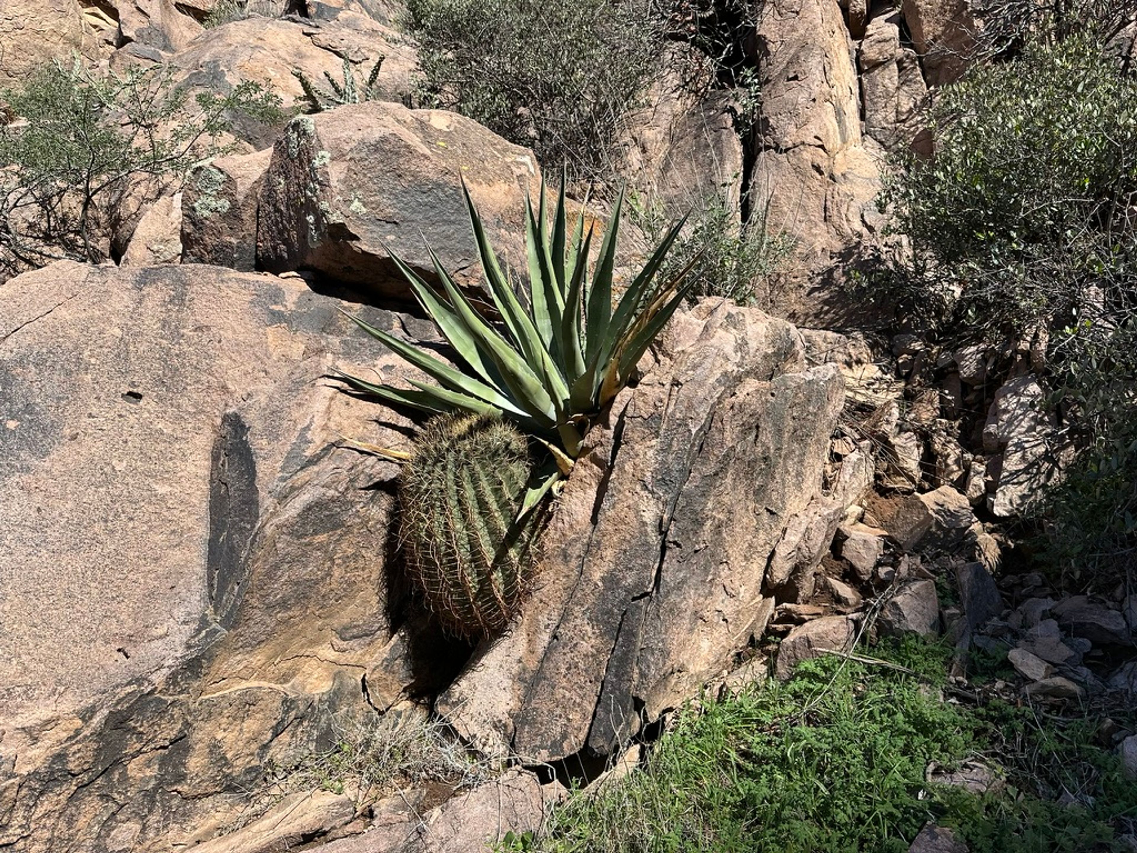 Agave photo 20