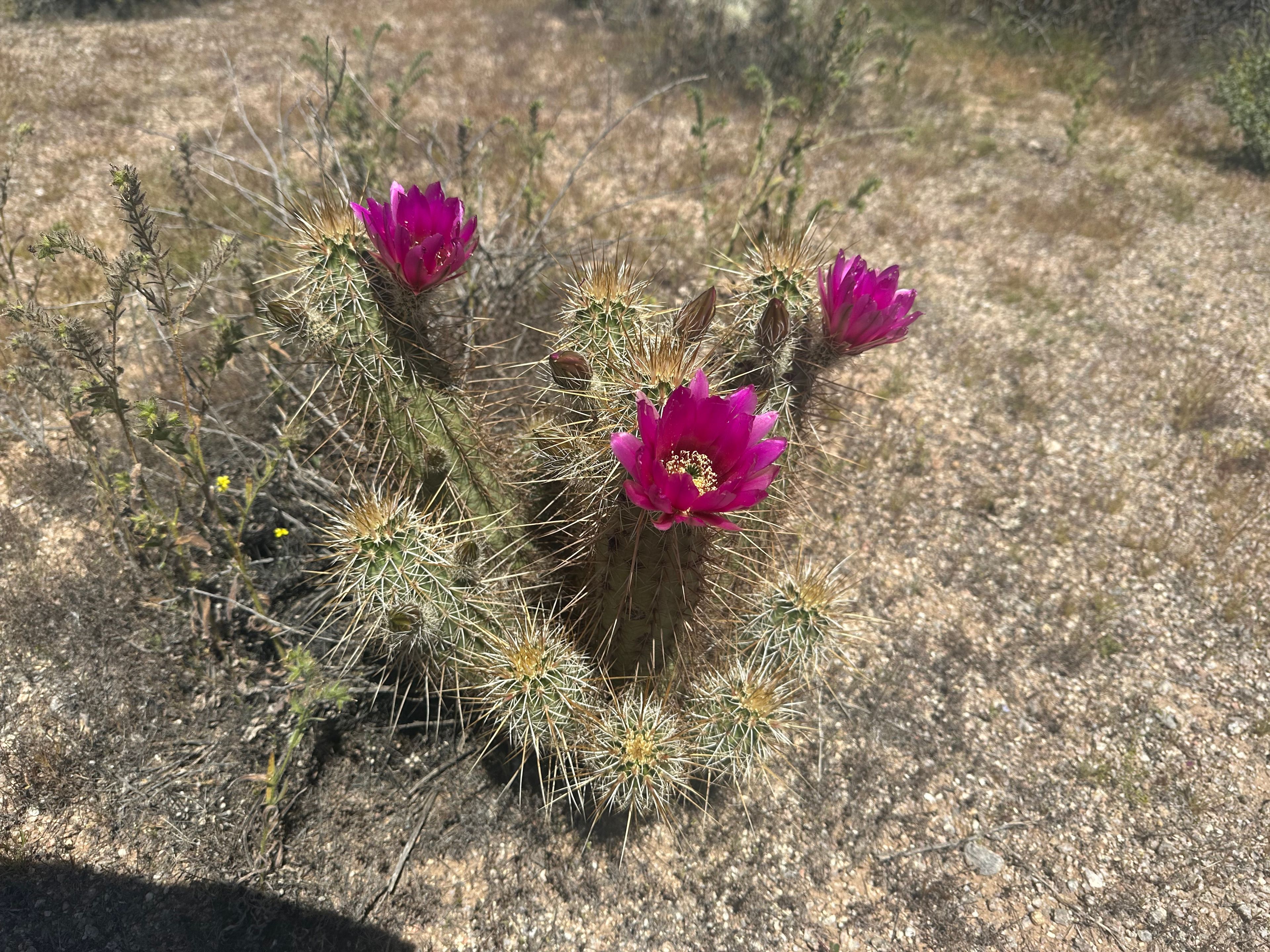 Hedgehog Cactus photo 7