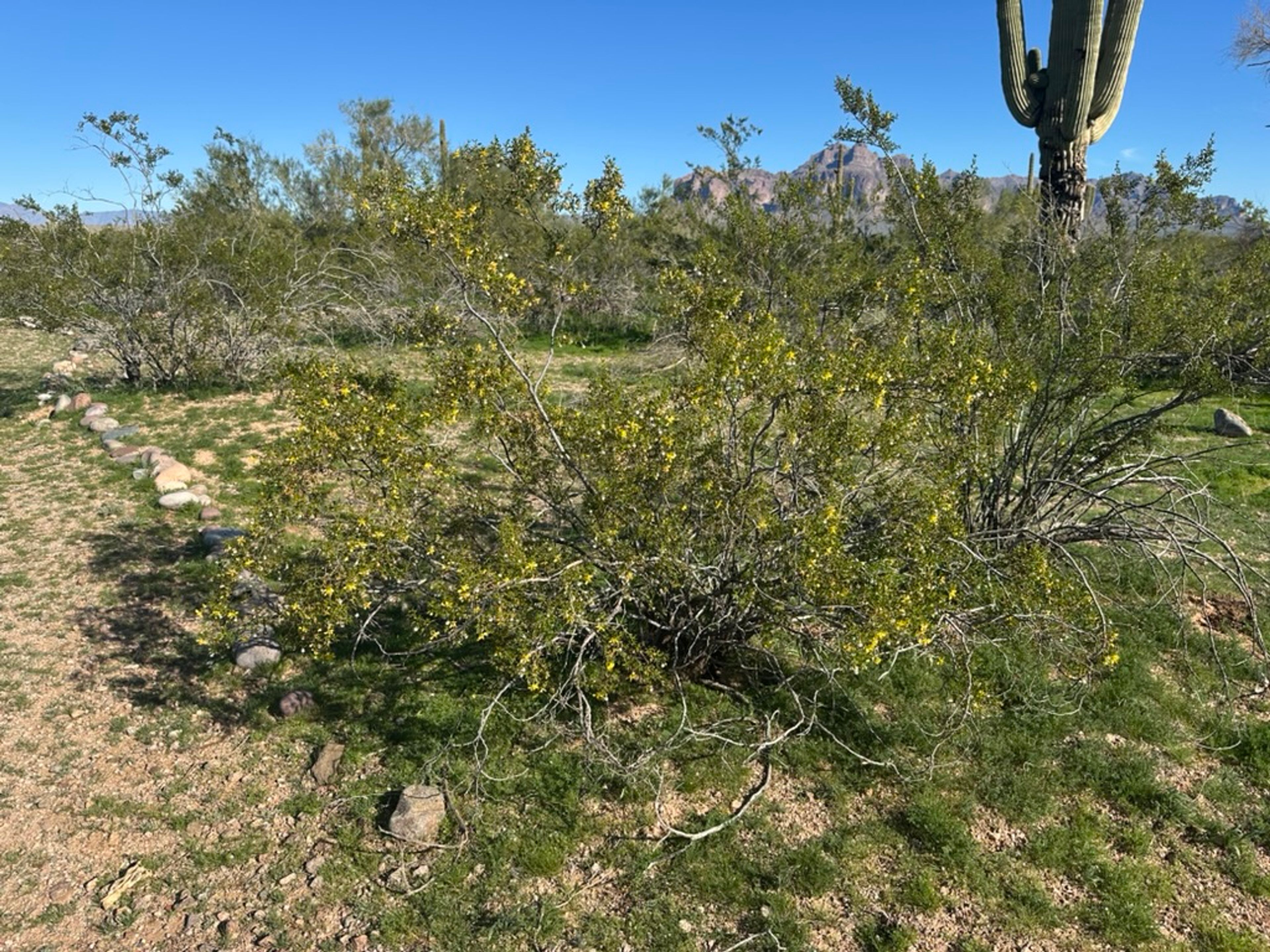 Creosote Bush photo 2